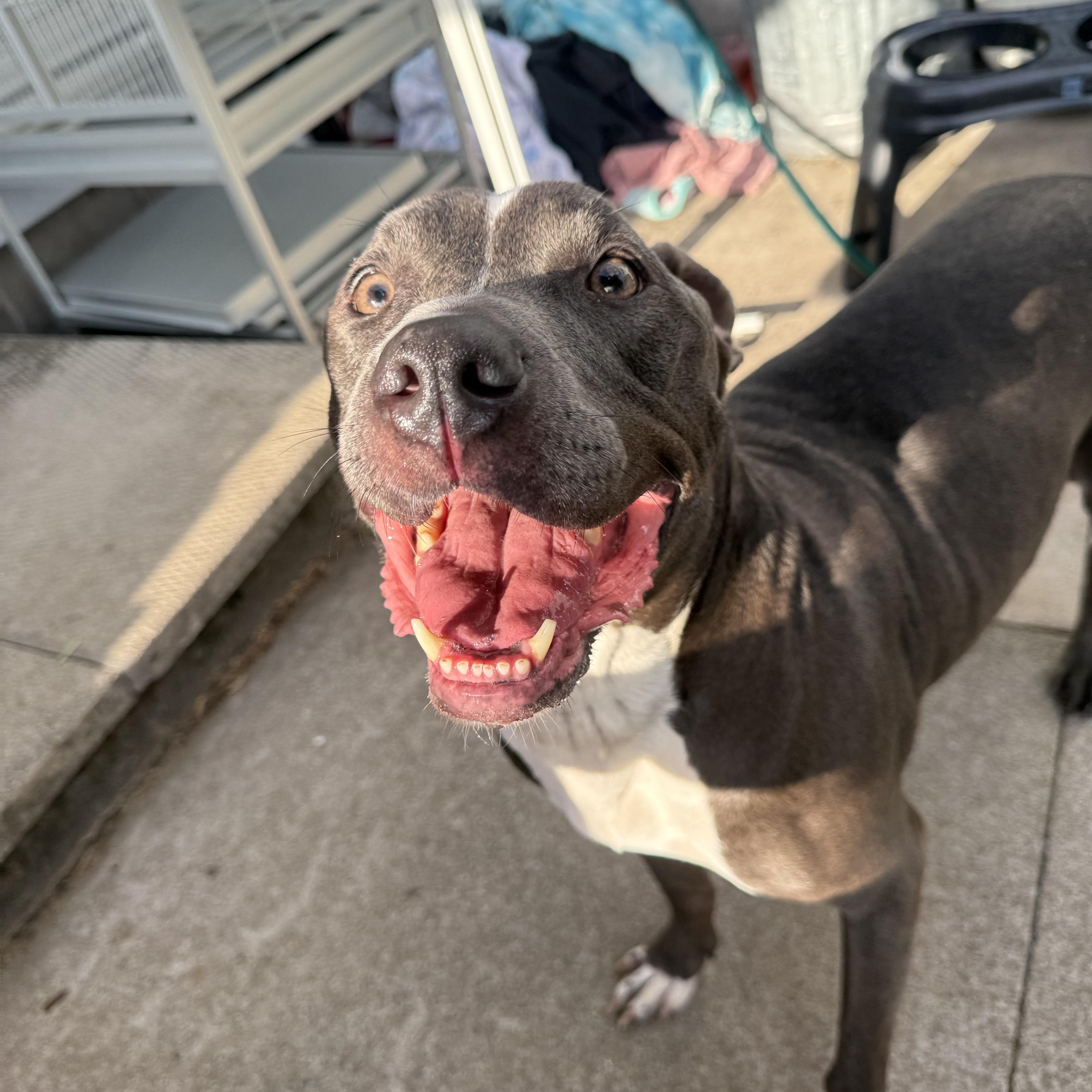Enlarge Blu, a Adoptable Pit Bull Terrier in Hilton, NY image 4/4