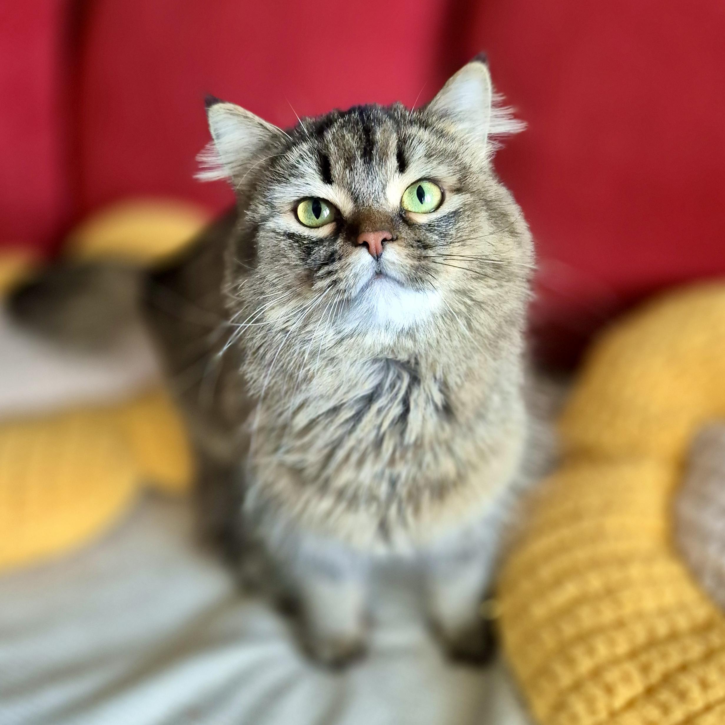 Enlarge Kim *solo kitty, an adoptable mixed breed in Toronto, ON image 1/6