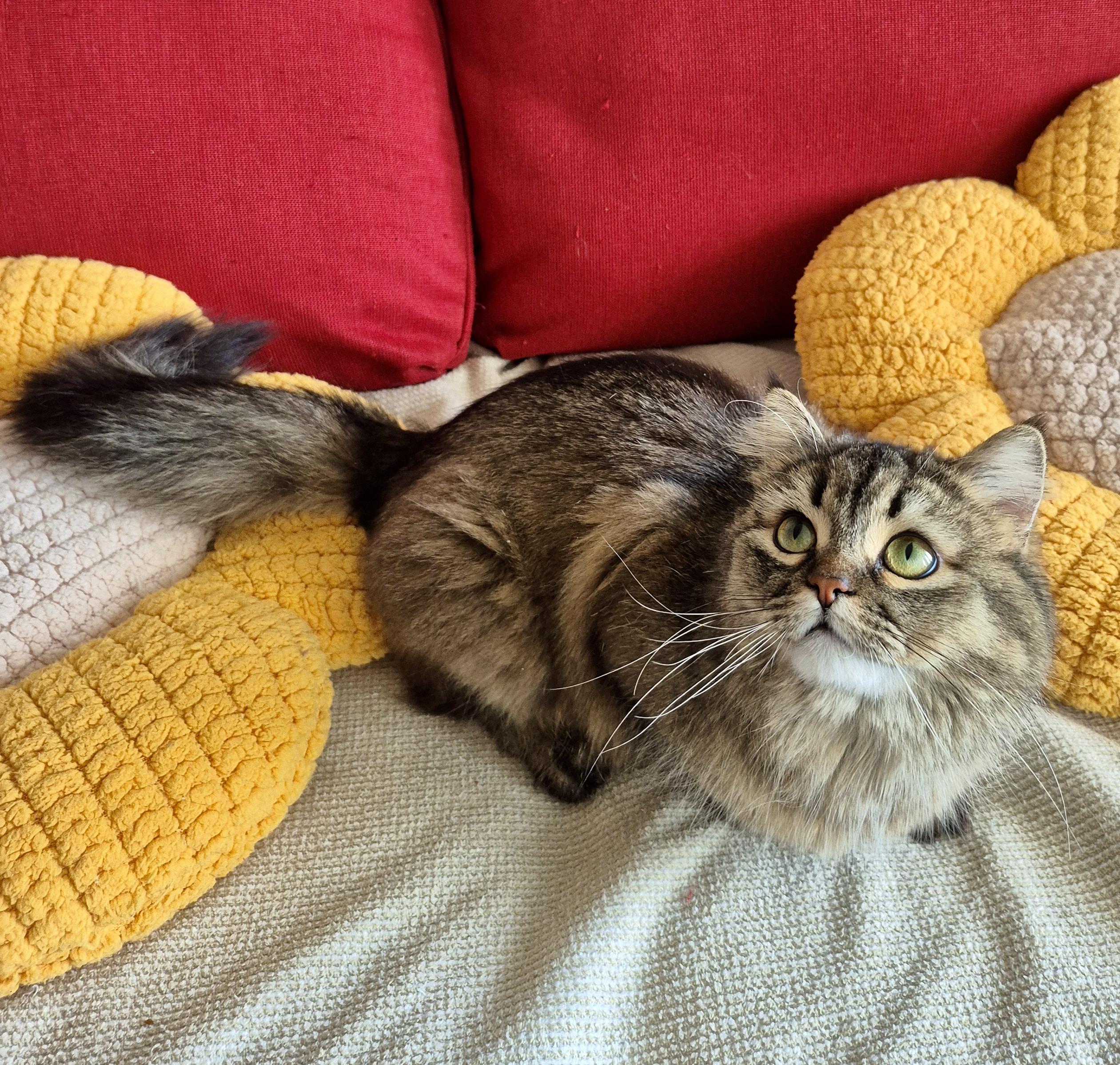 Enlarge Kim *solo kitty, an adoptable mixed breed in Toronto, ON image 3/6
