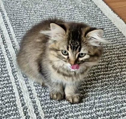 Enlarge Kim *solo kitty, an adoptable mixed breed in Toronto, ON image 2/6
