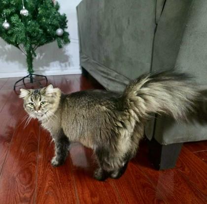 Enlarge Kim *solo kitty, an adoptable mixed breed in Toronto, ON image 5/6
