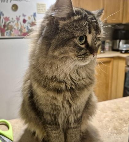Enlarge Kim *solo kitty, an adoptable mixed breed in Toronto, ON image 4/6