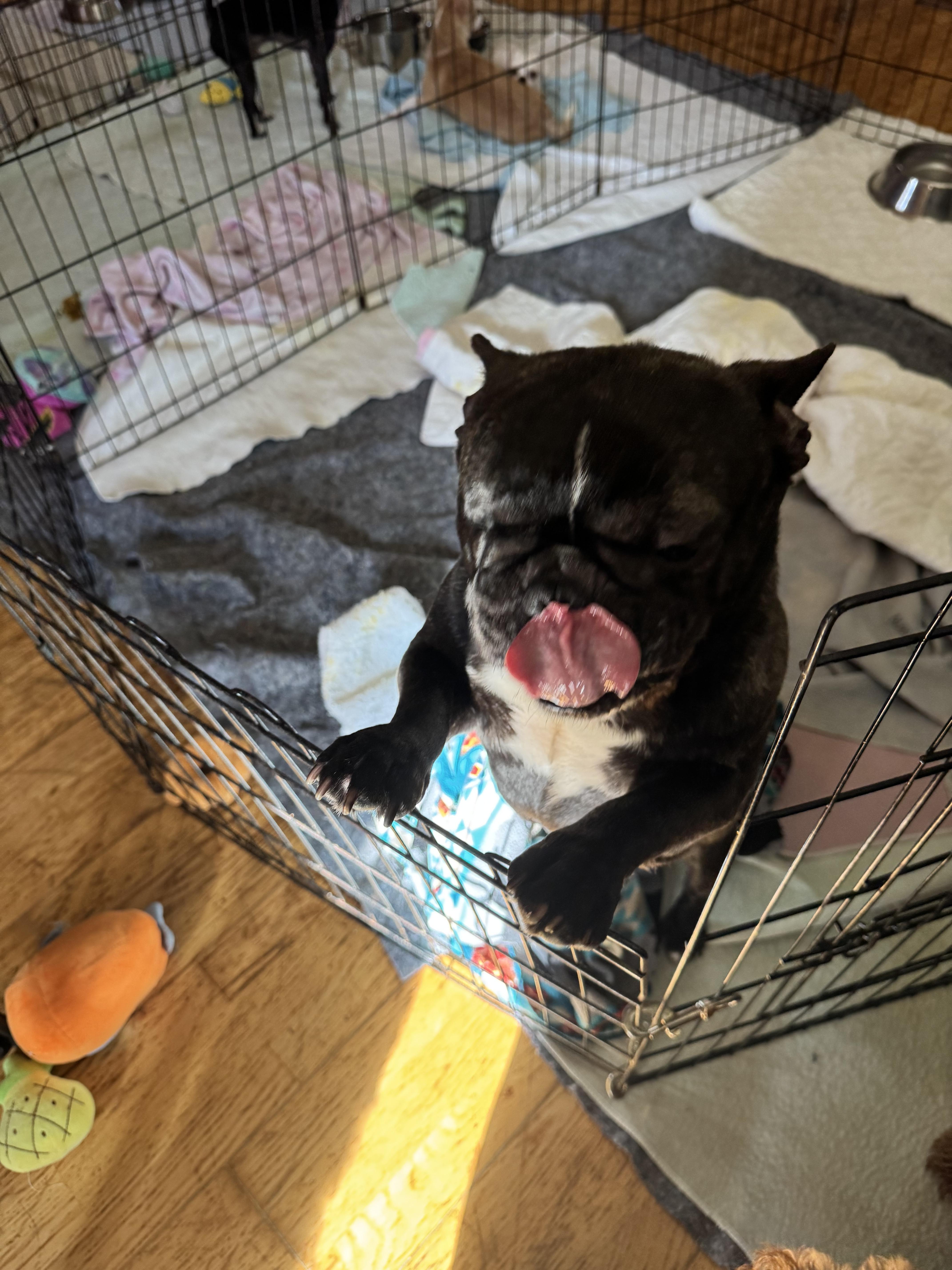 Frenchie, ADOPTABLE, Adult Male French Bulldog.