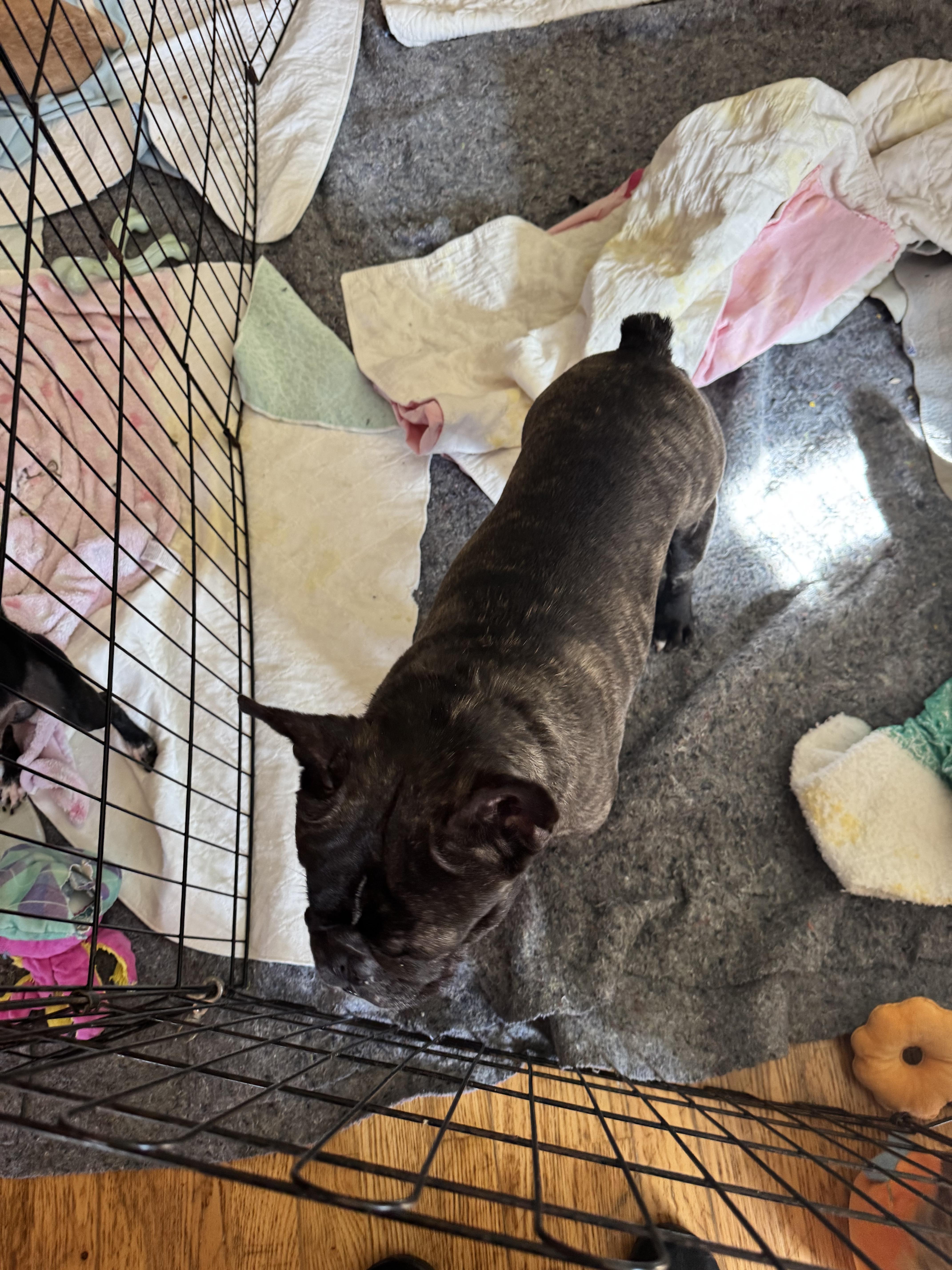 Enlarge Frenchie, a ADOPTABLE French Bulldog in Glenwood City, WI image 1/4