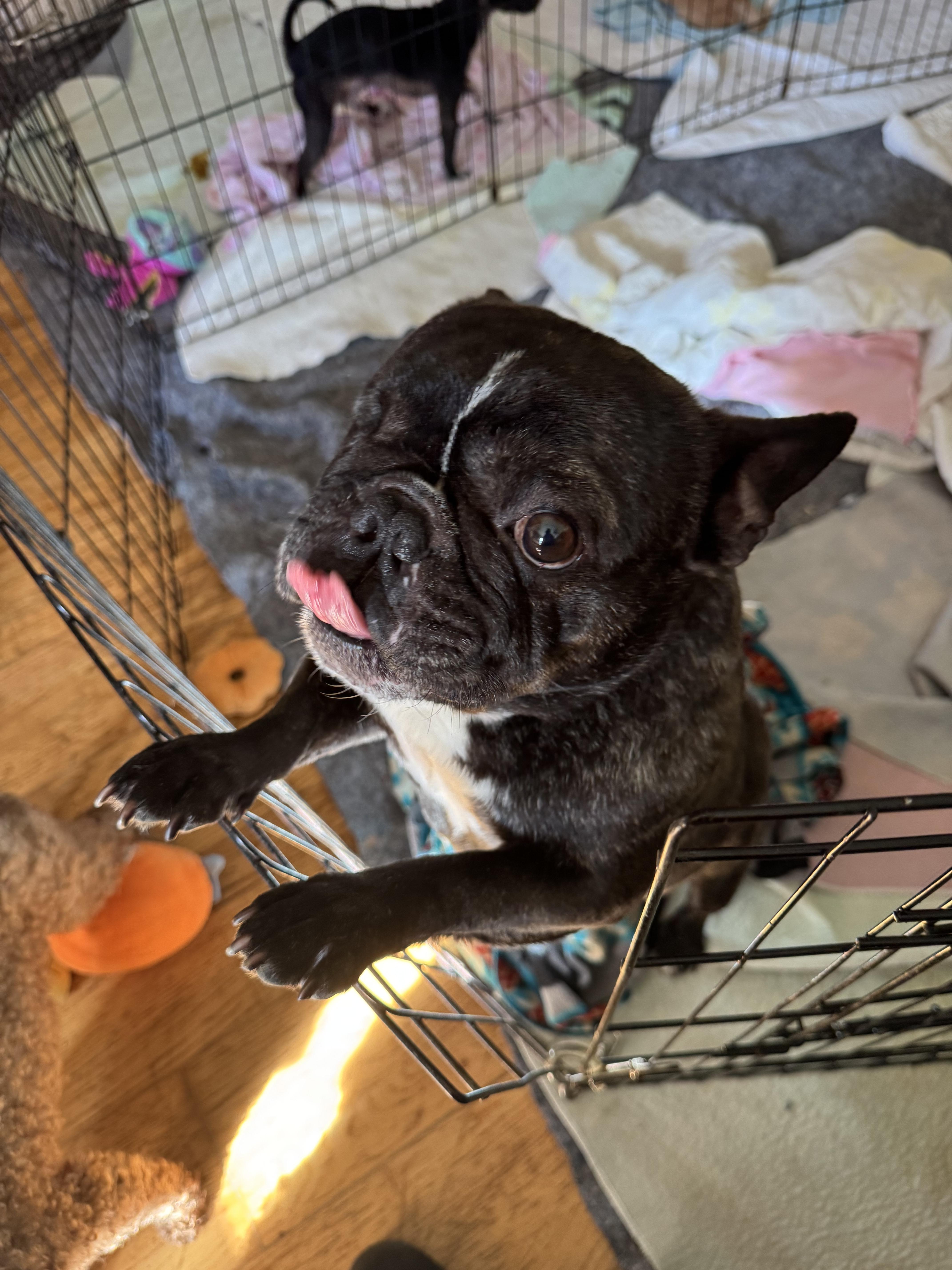 Enlarge Frenchie, a ADOPTABLE French Bulldog in Glenwood City, WI image 3/4