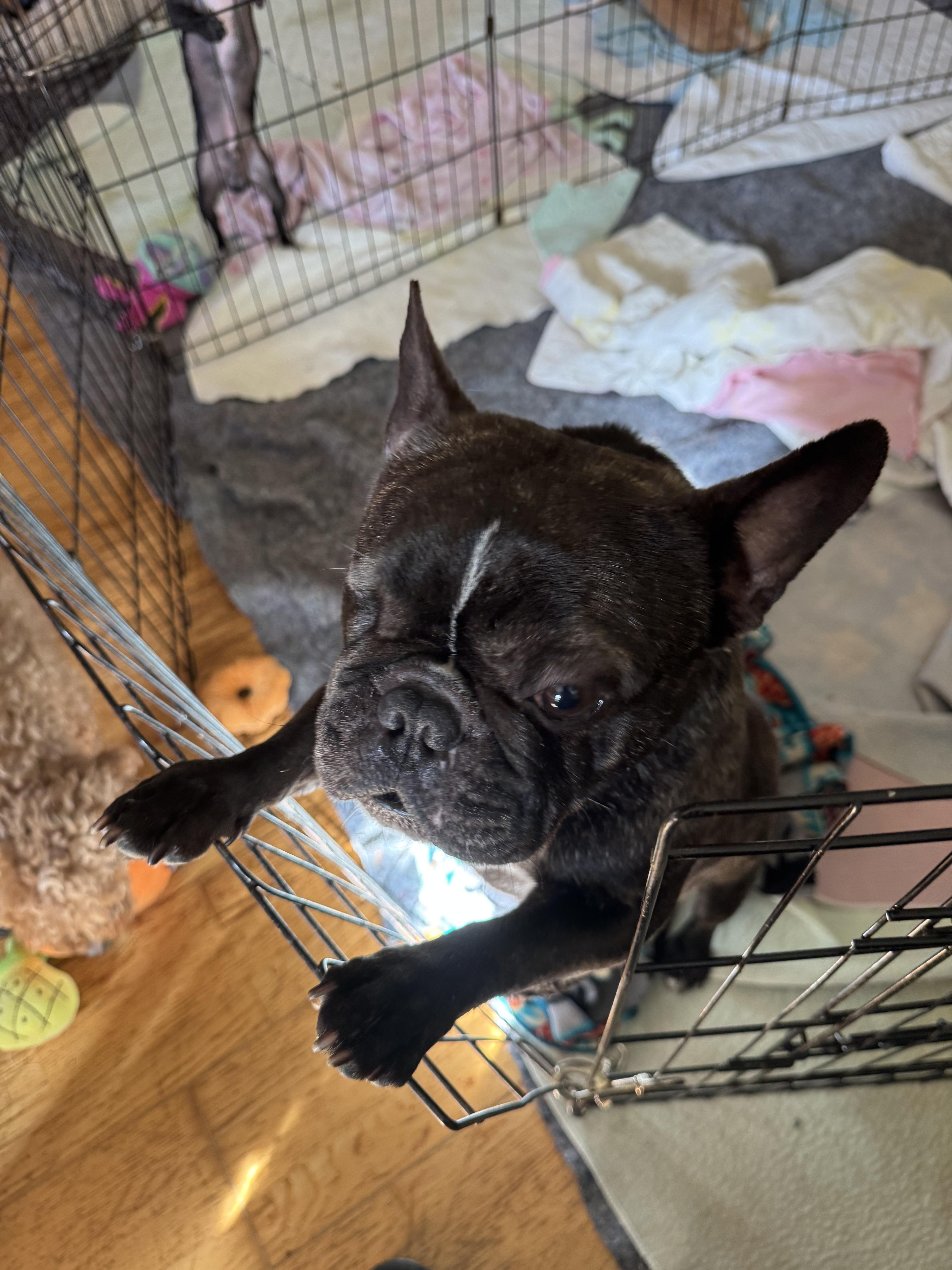 Enlarge Frenchie, a ADOPTABLE French Bulldog in Glenwood City, WI image 4/4