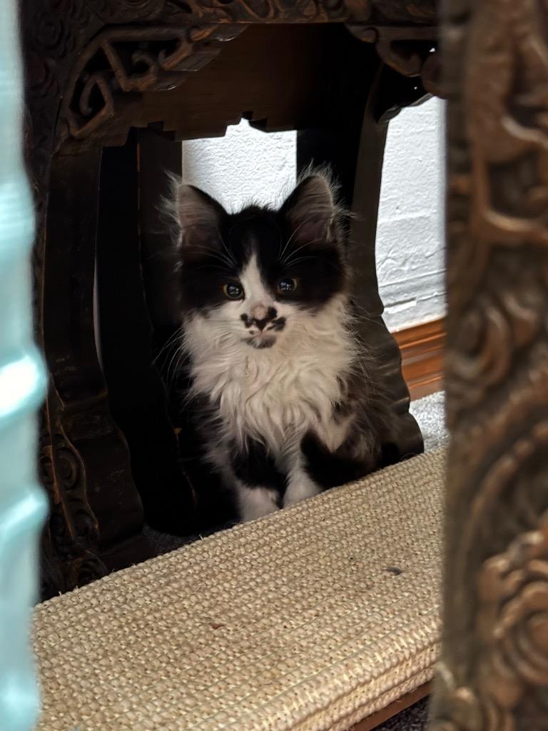 Bunni, Adopted, Kitten Female Domestic Long Hair.