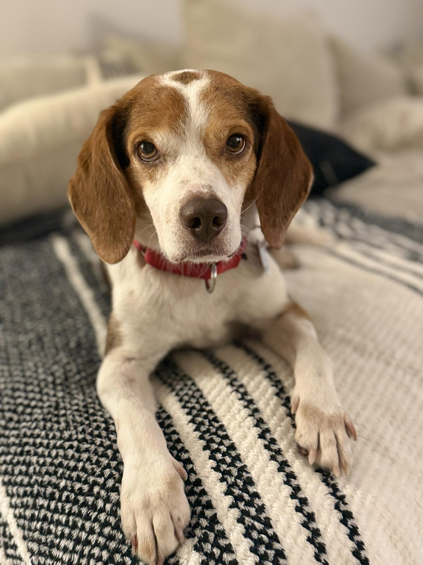 Slick, Adoptable, Young Male Beagle.