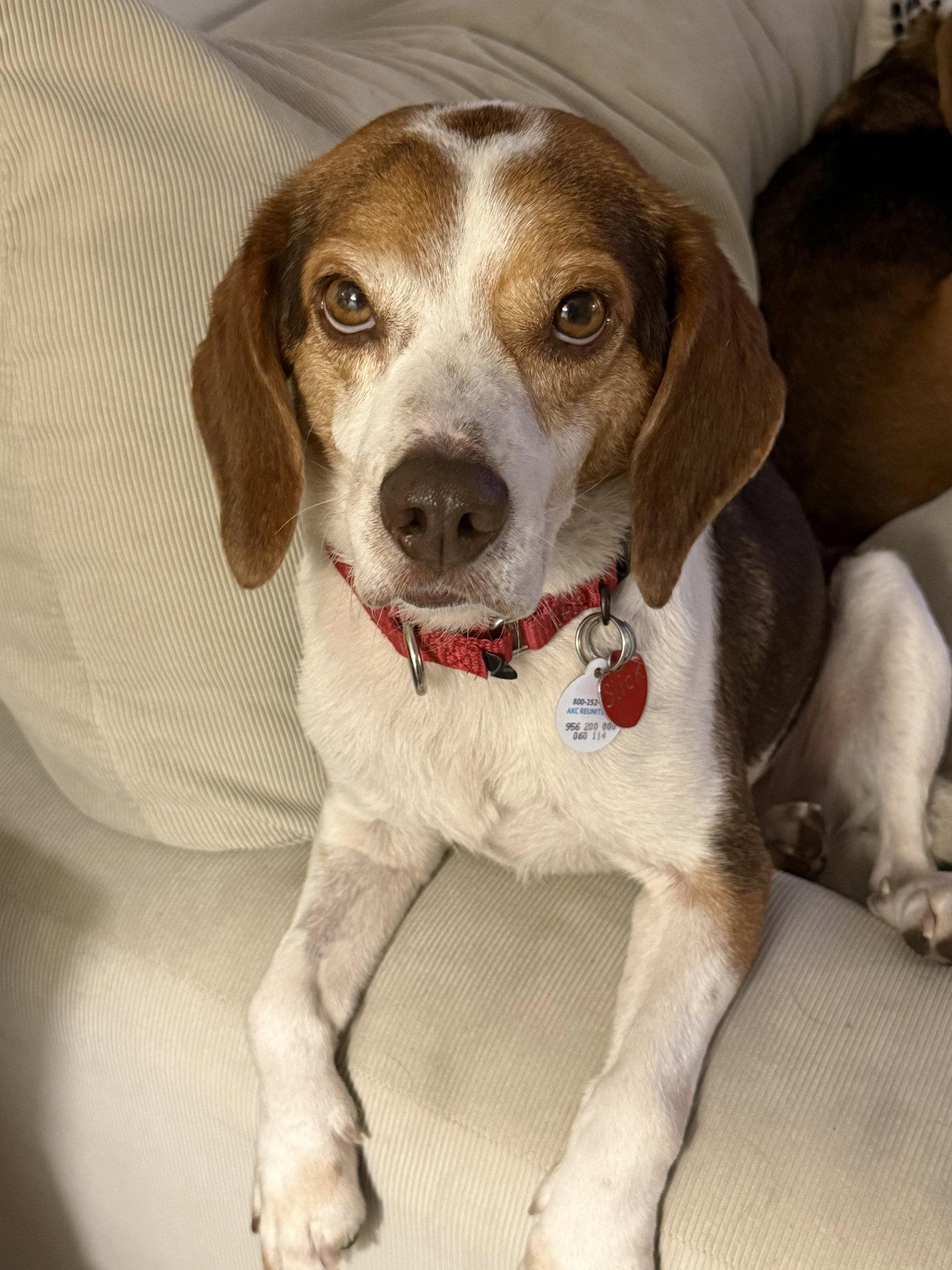 Slick, a Adoptable Beagle in Dunnellon, FL image 2/3
