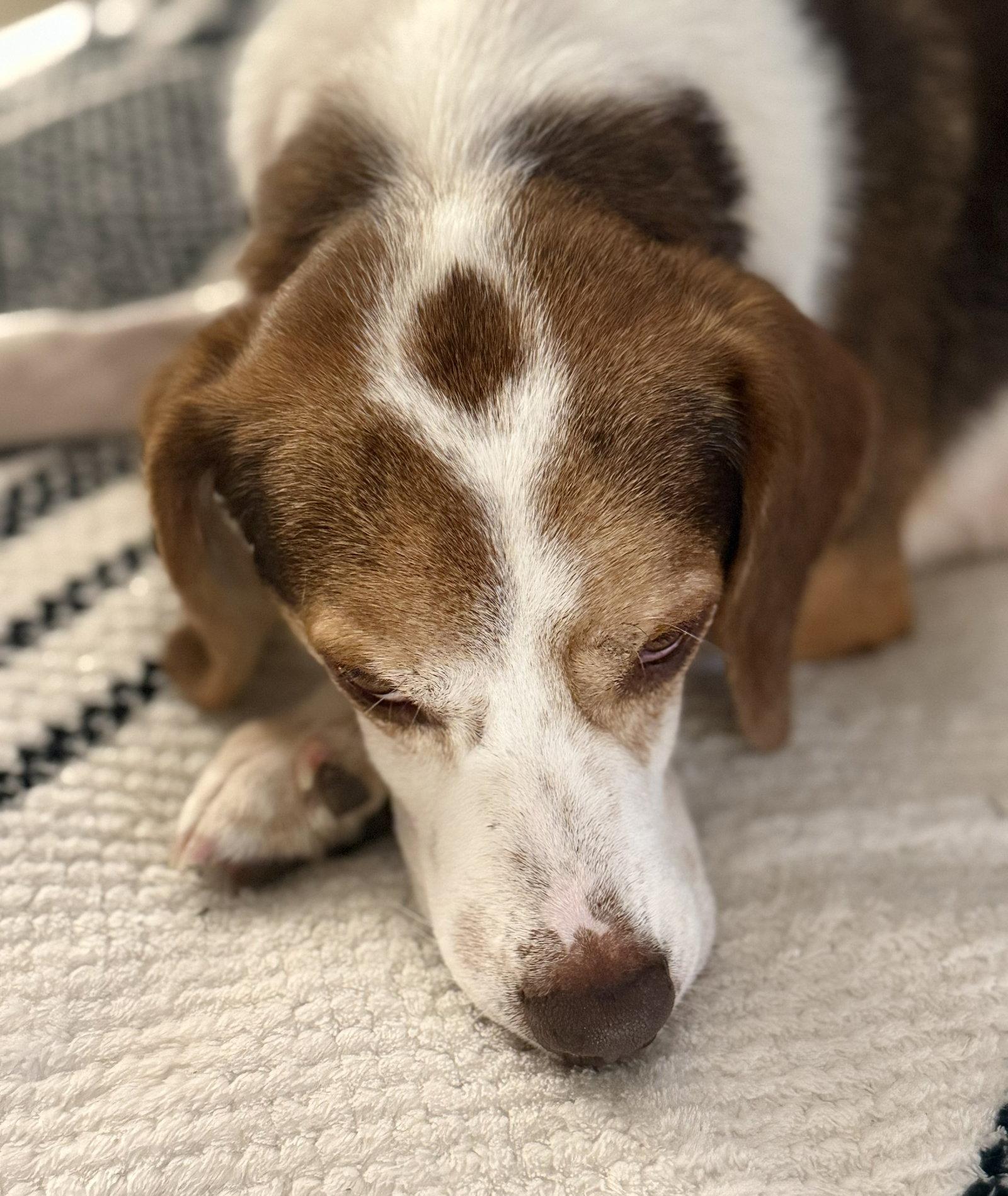 Slick, a Adoptable Beagle in Dunnellon, FL image 3/3