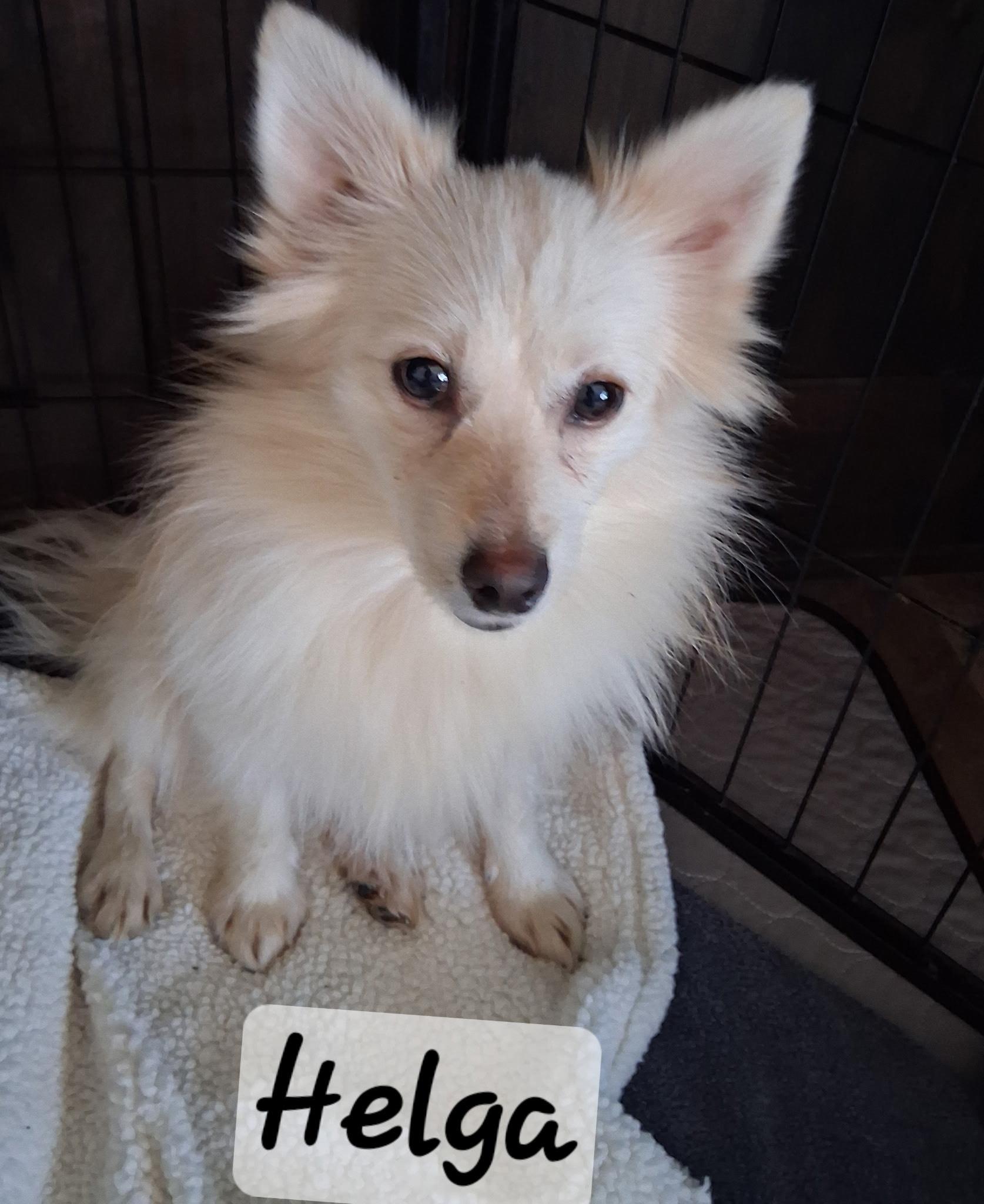 Helga, Adopted, Young Female German Spitz & Pomeranian.