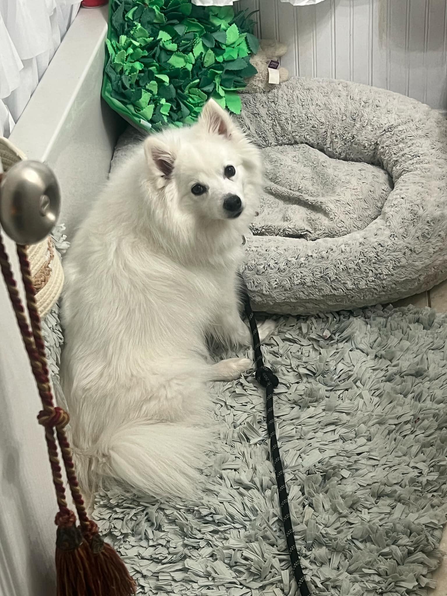 Enlarge Skyla, a Adoptable American Eskimo Dog in Manchester, CT image 4/6