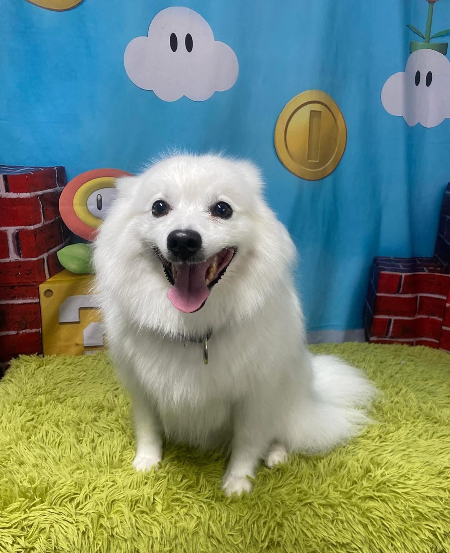 Skyla, Adoptable, Adult Female American Eskimo Dog.