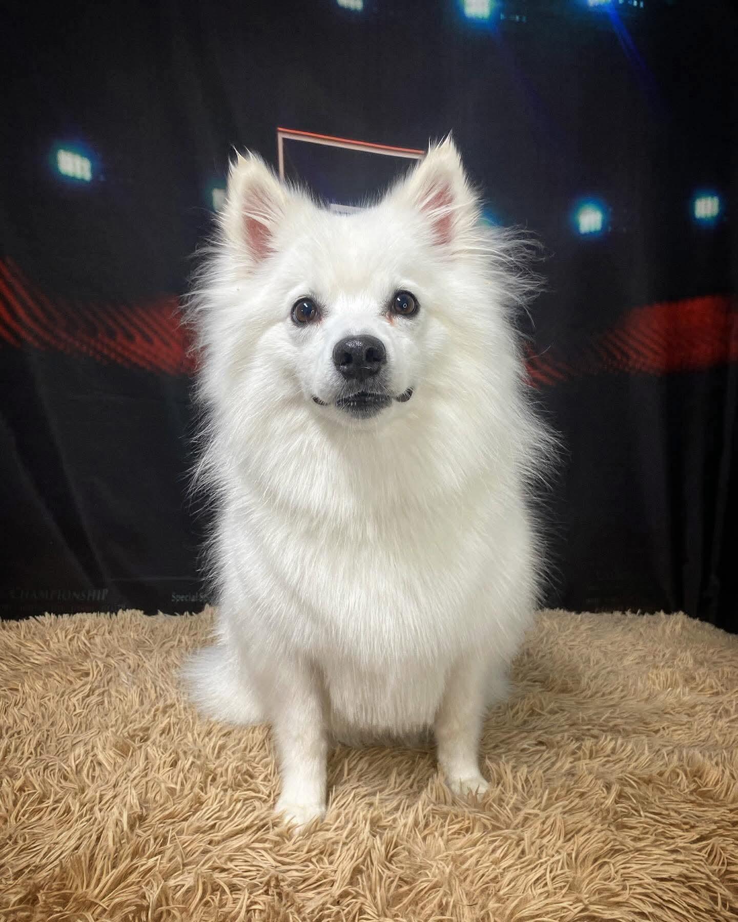 Enlarge Skyla, a Adoptable American Eskimo Dog in Manchester, CT image 6/6
