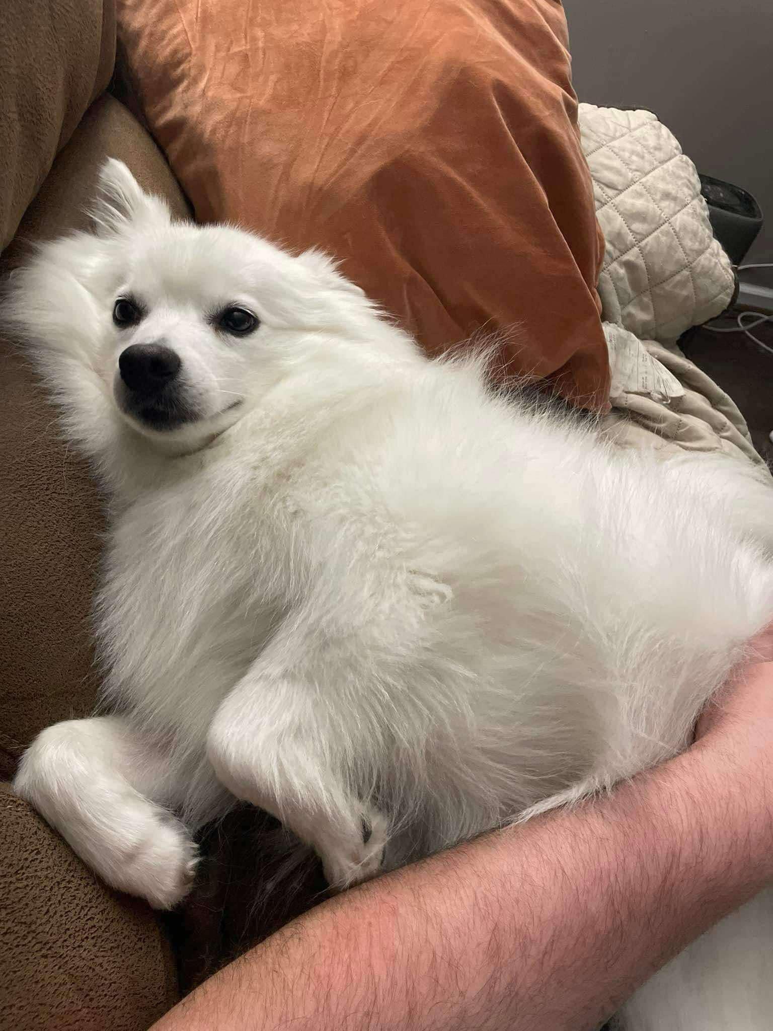 Enlarge Skyla, a Adoptable American Eskimo Dog in Manchester, CT image 2/6