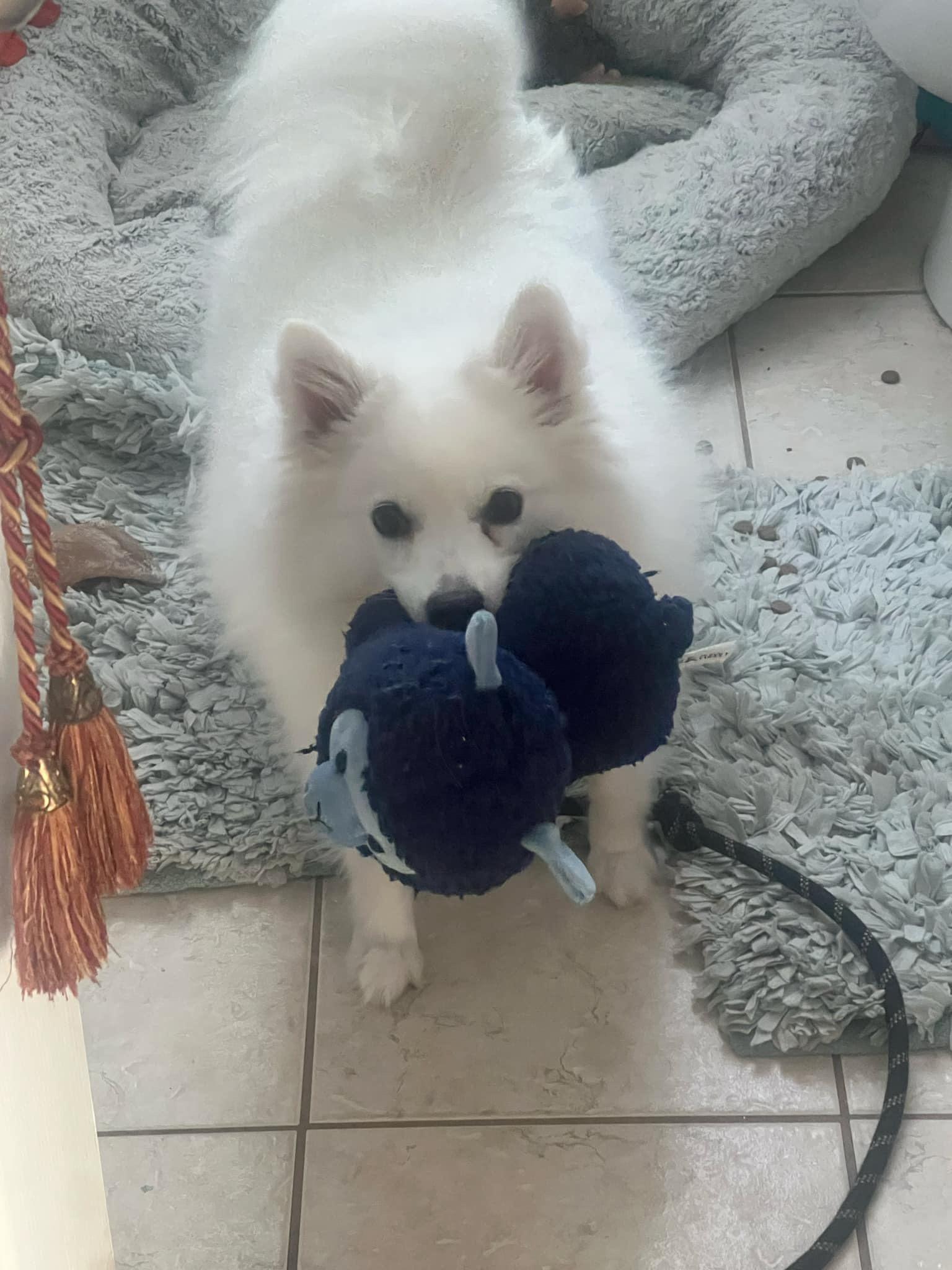 Enlarge Skyla, a Adoptable American Eskimo Dog in Manchester, CT image 5/6
