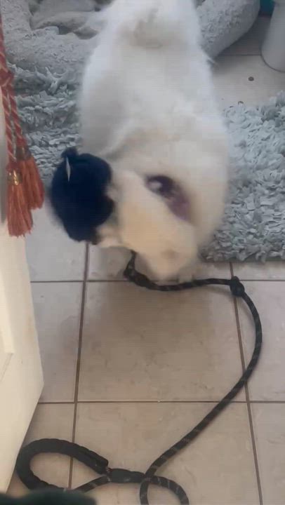 Enlarge Skyla, a Adoptable American Eskimo Dog in Manchester, CT video 3/6