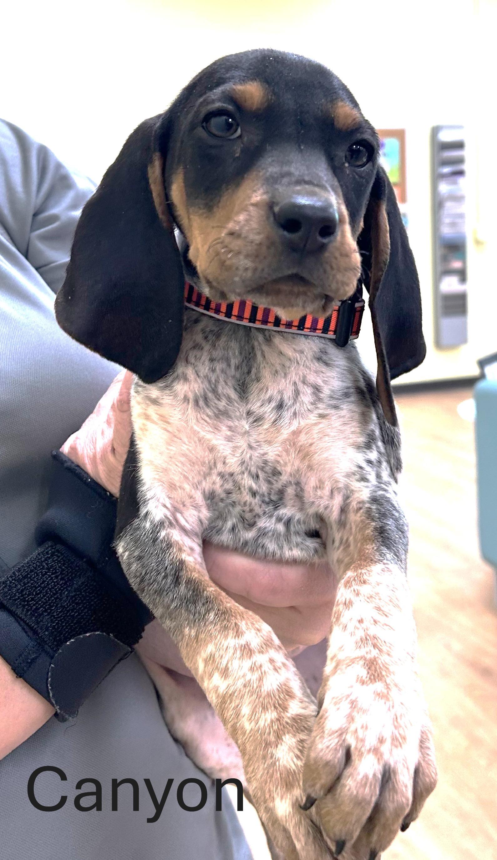 Canyon, adopted, Puppy Male Coonhound.