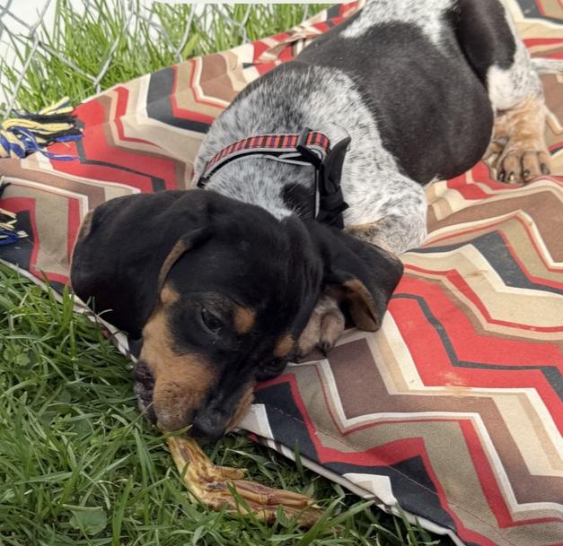 Enlarge Canyon, an adopted Coonhound in Lexington, MA image 4/4