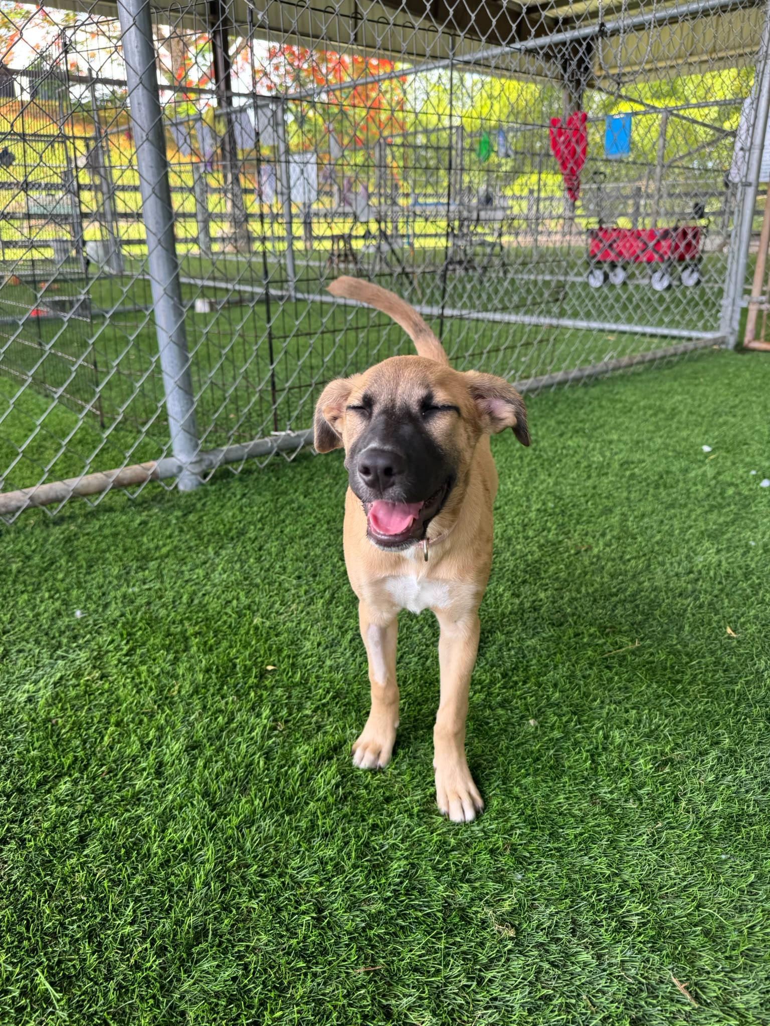 Maya, an adopted Mixed Breed in Norwalk, CT image 3/5