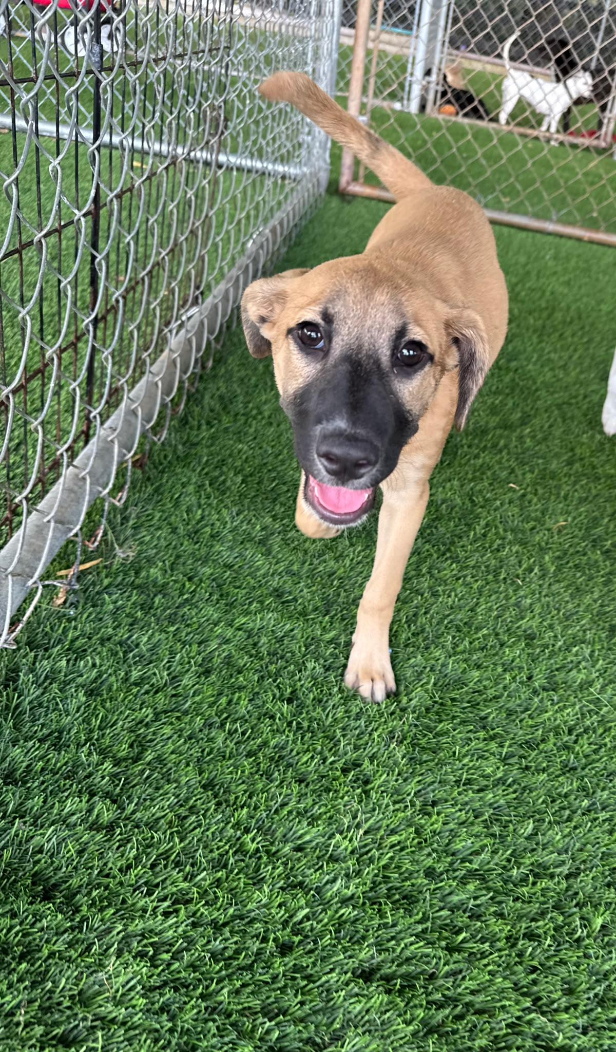 Maya, an adopted Mixed Breed in Norwalk, CT image 1/5