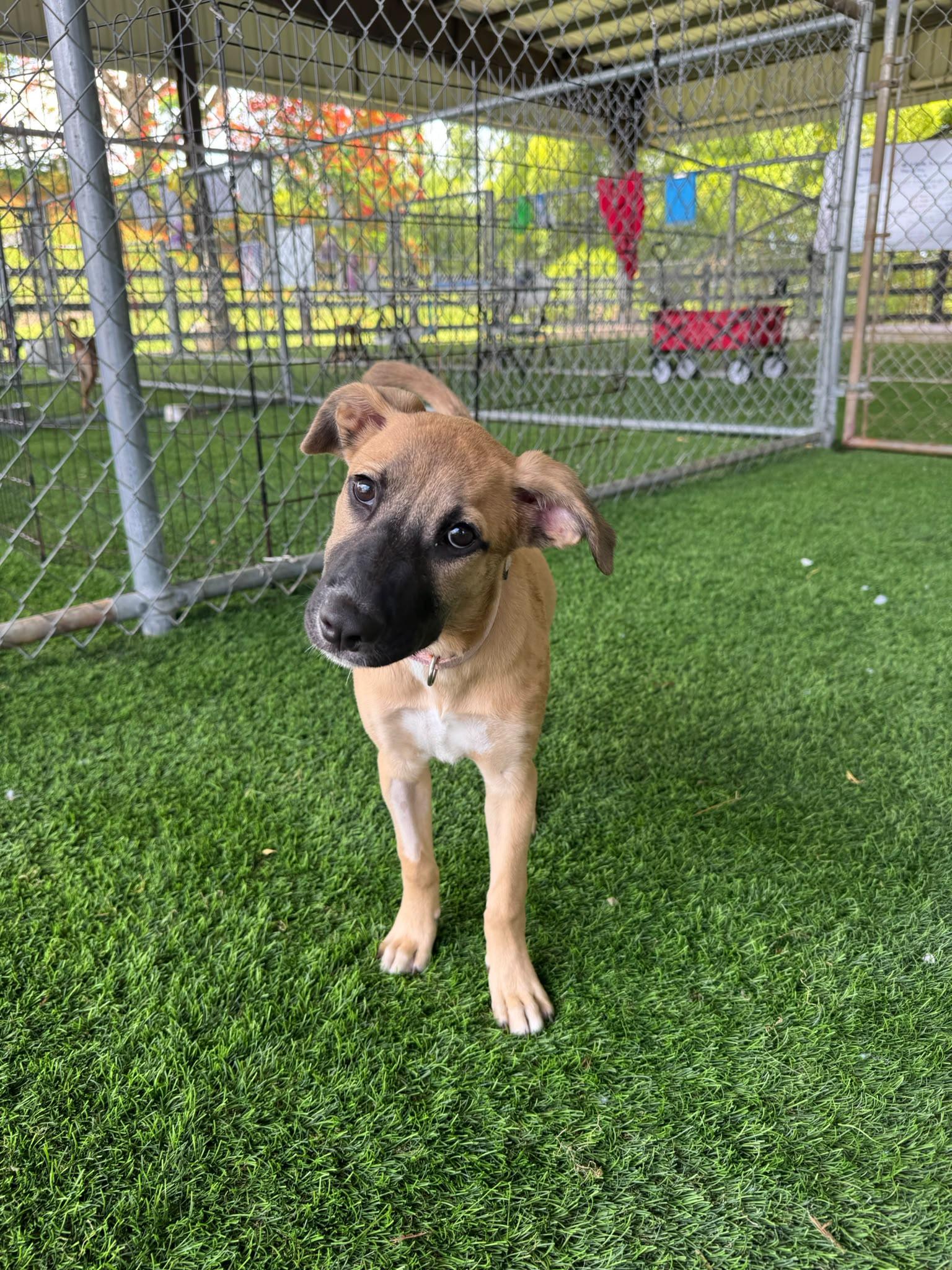 Maya, an adopted Mixed Breed in Norwalk, CT image 4/5