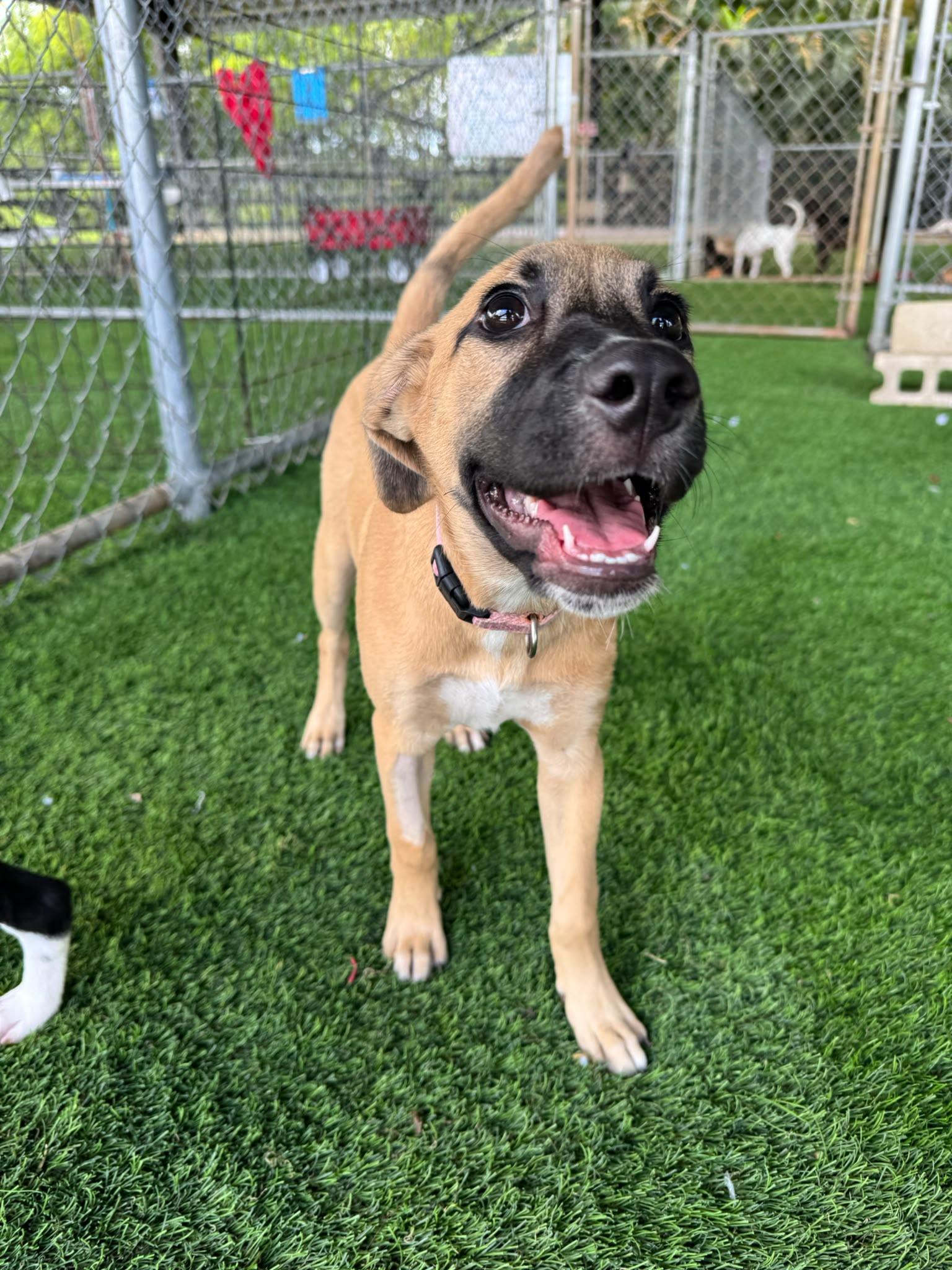 Maya, an adopted Mixed Breed in Norwalk, CT image 5/5