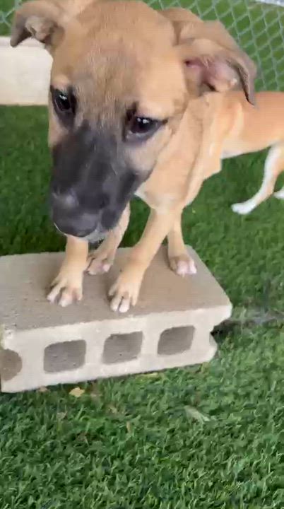 Enlarge Maya, an adopted Mixed Breed in Norwalk, CT video 2/5
