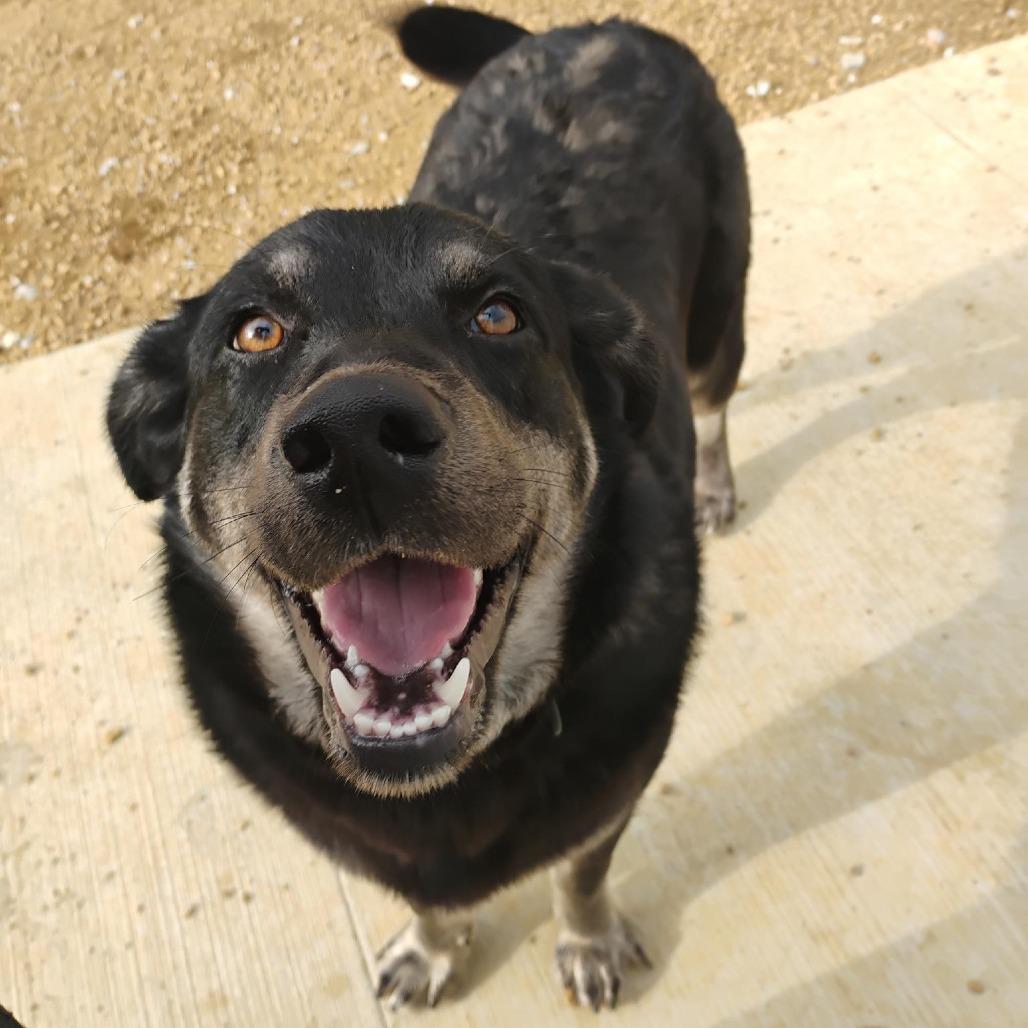Enlarge Noble, a Adoptable mixed breed in Bentonville, AR image 1/6
