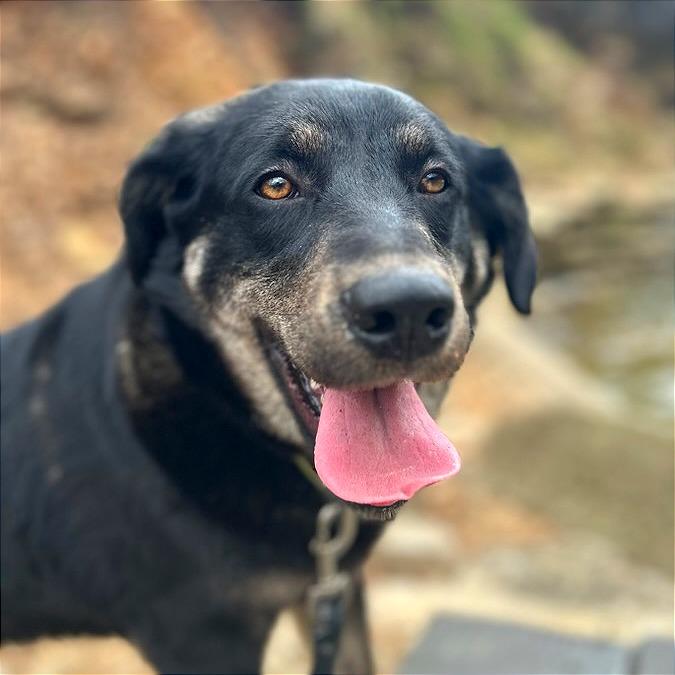 Enlarge Noble, a Adoptable mixed breed in Bentonville, AR image 2/6