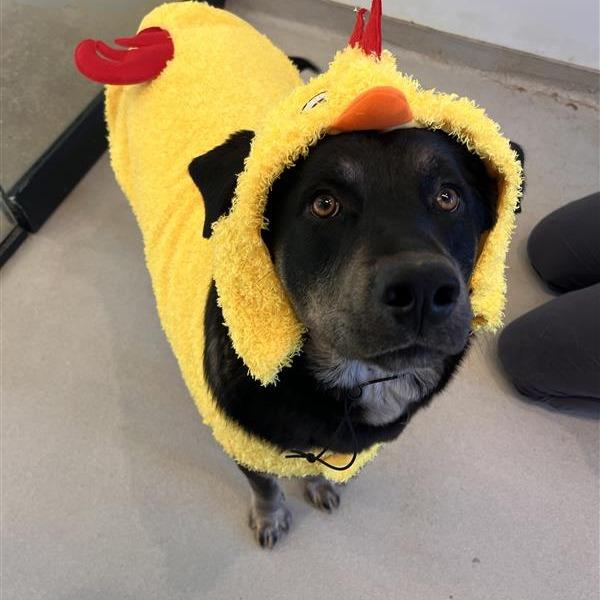Enlarge Noble, a Adoptable mixed breed in Bentonville, AR image 3/6