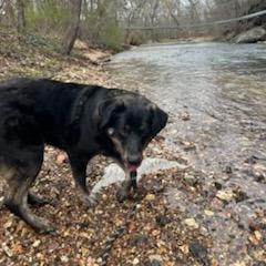 Enlarge Noble, a Adoptable mixed breed in Bentonville, AR image 4/6