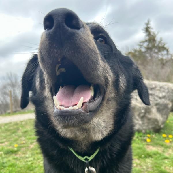 Enlarge Noble, a Adoptable mixed breed in Bentonville, AR image 6/6