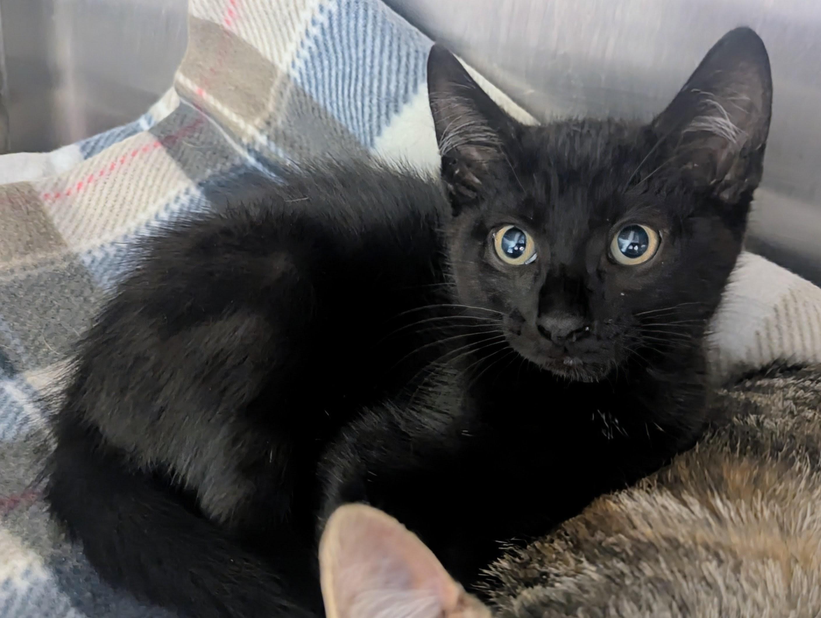 Enlarge Barnabas, an adopted Domestic Short Hair in Springfield, IL image 2/4