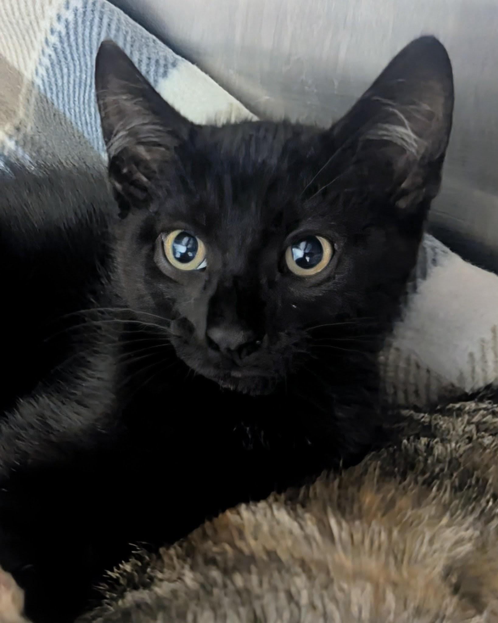 Barnabas, adopted, Kitten Male Domestic Short Hair.