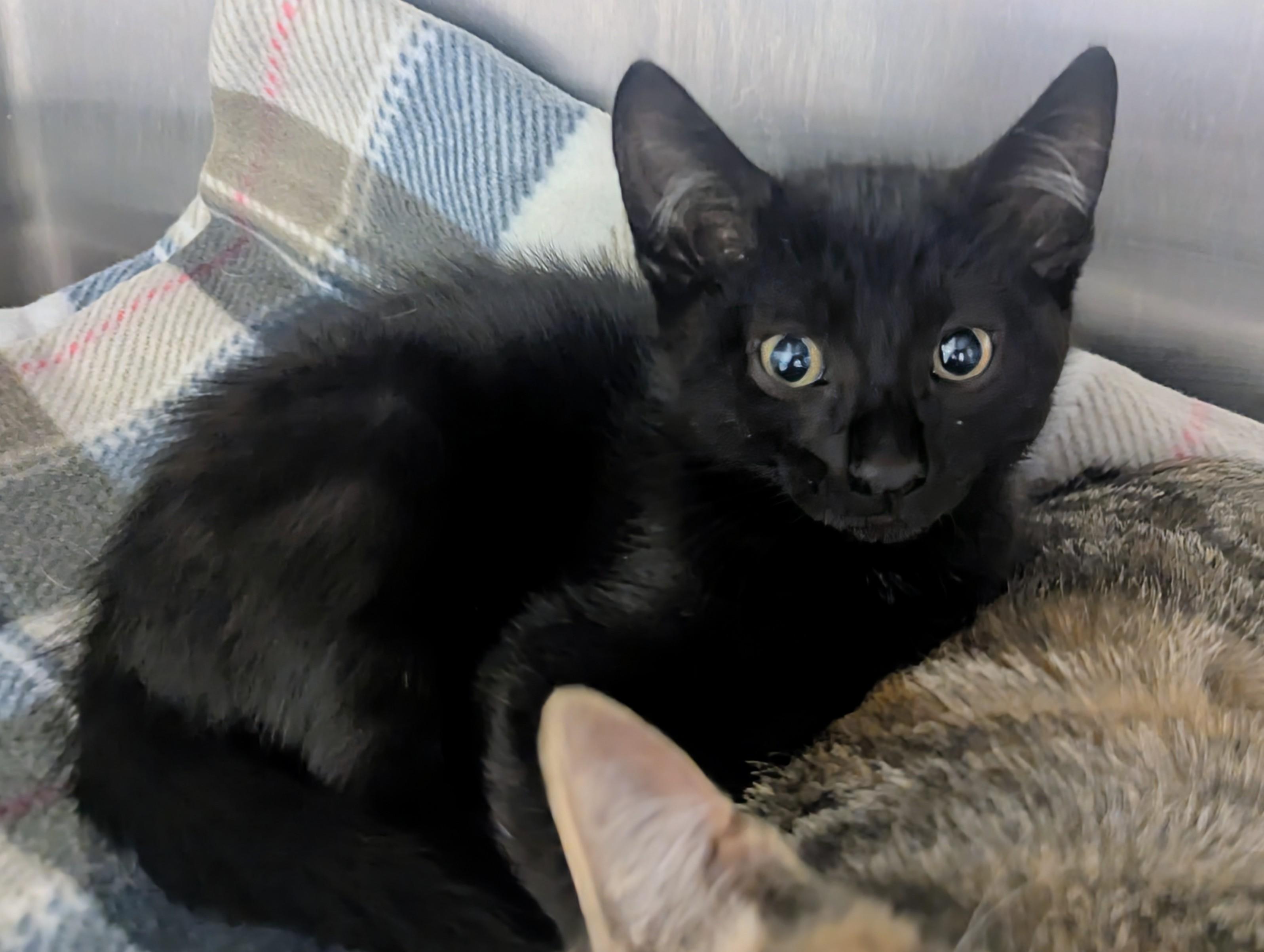 Enlarge Barnabas, an adopted Domestic Short Hair in Springfield, IL image 3/4