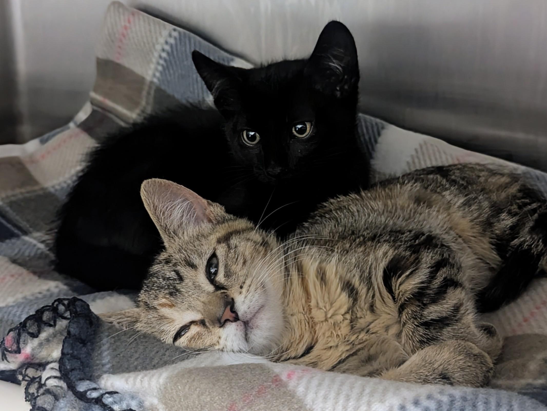 Enlarge Barnabas, an adopted Domestic Short Hair in Springfield, IL image 4/4