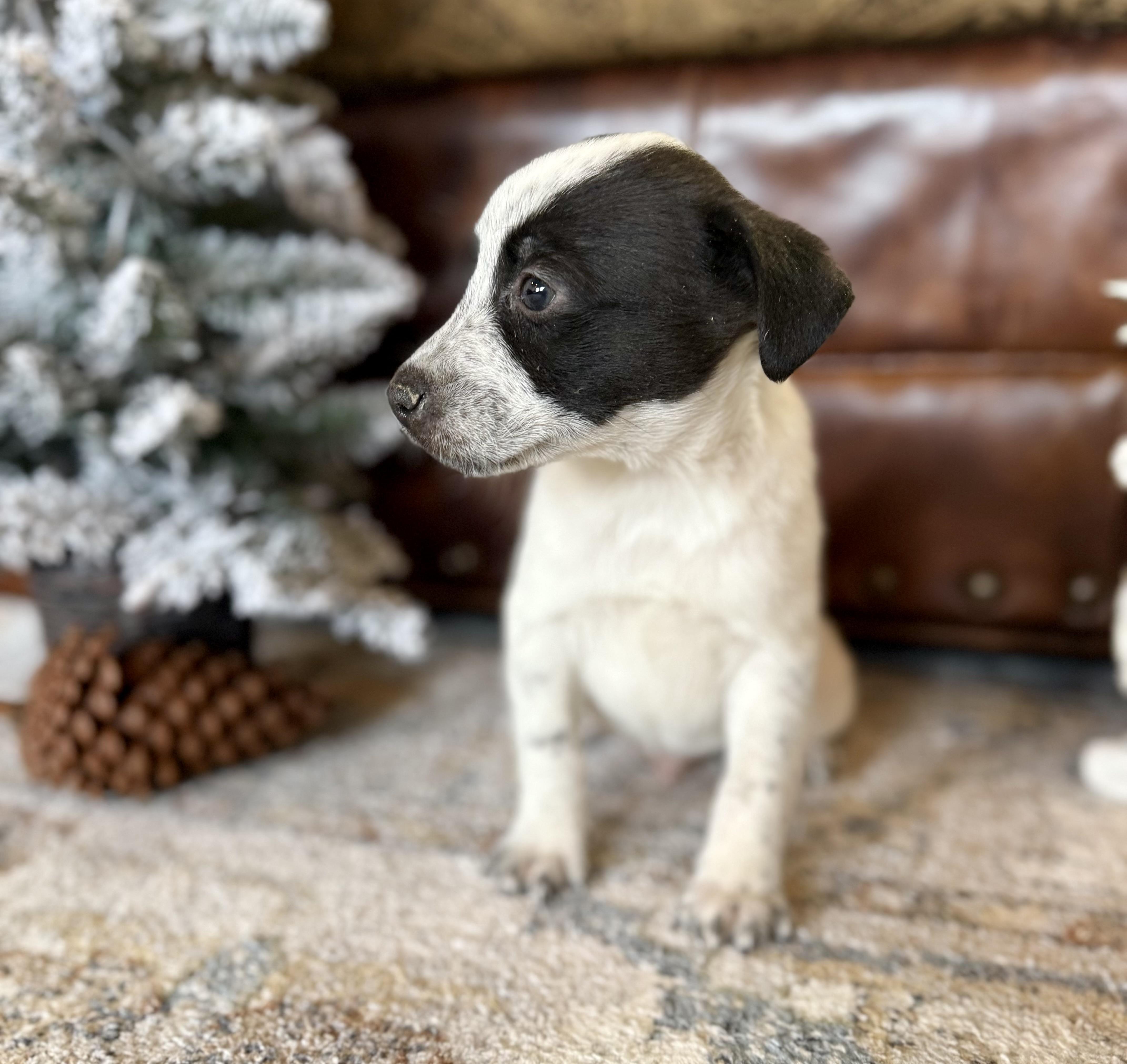 Tom Tom, ADOPTABLE, Puppy Male Labrador Retriever.