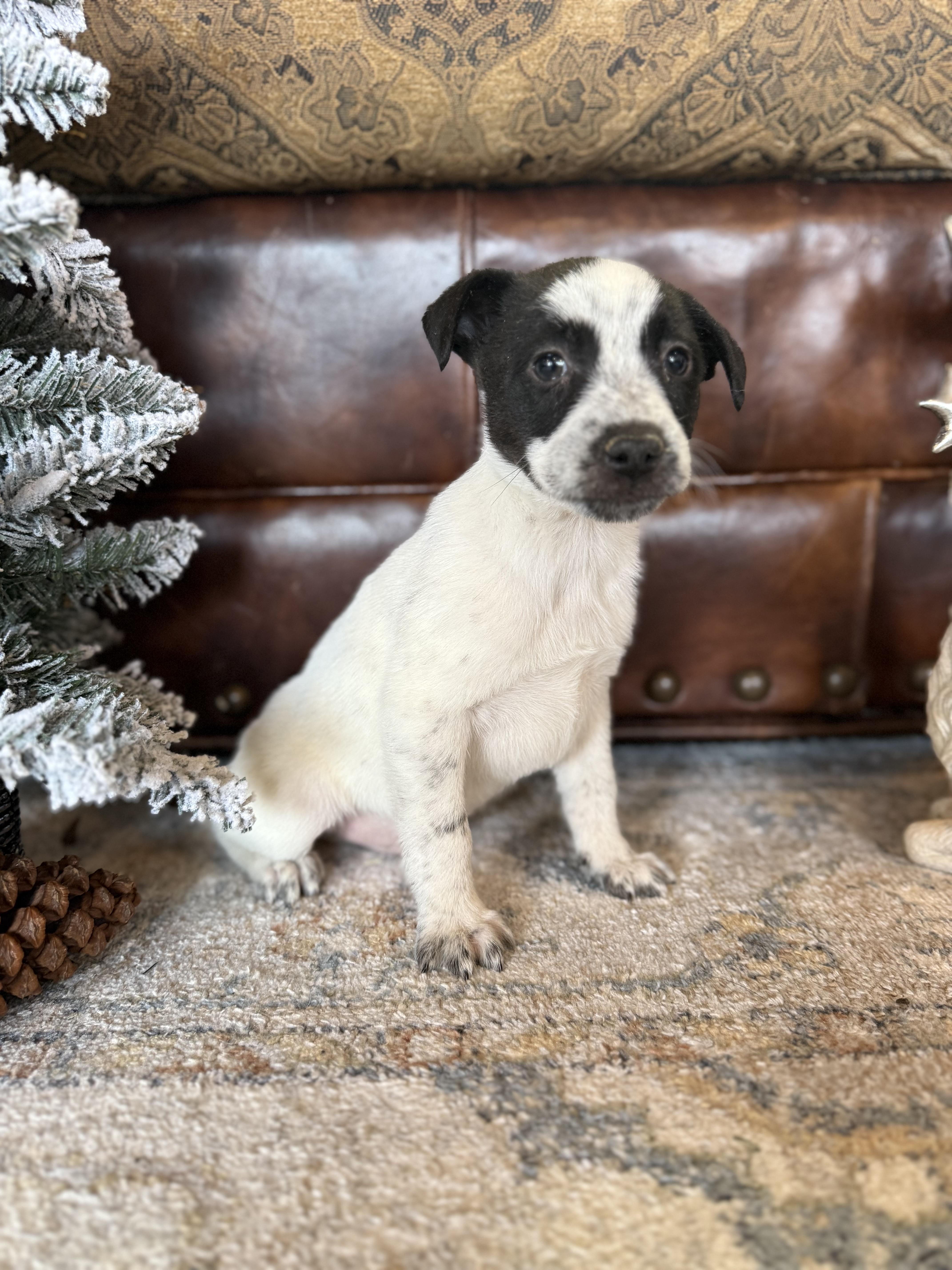 Tom Tom, a ADOPTABLE Labrador Retriever in Hales corners, WI image 2/5