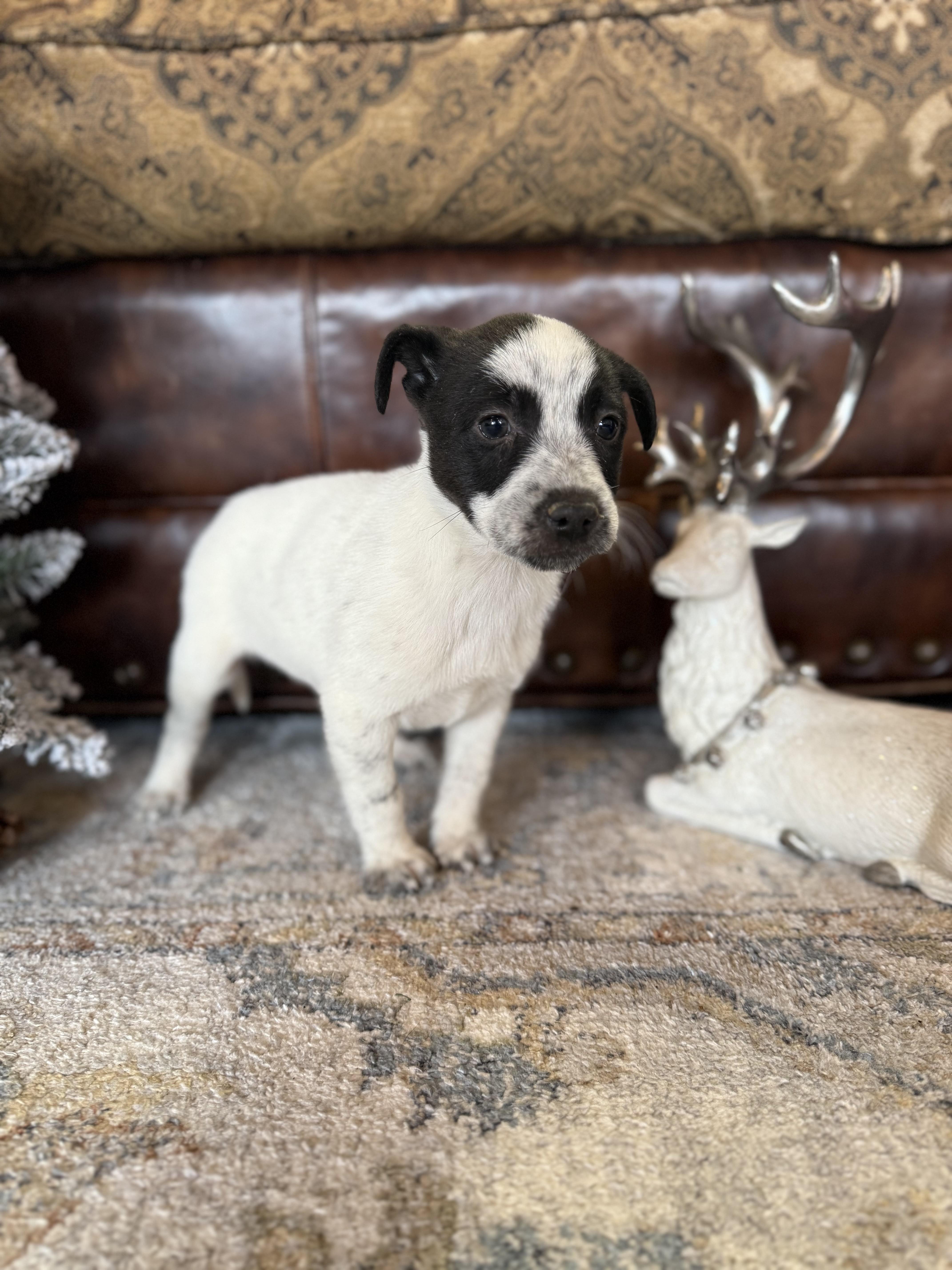 Tom Tom, a ADOPTABLE Labrador Retriever in Hales corners, WI image 3/5