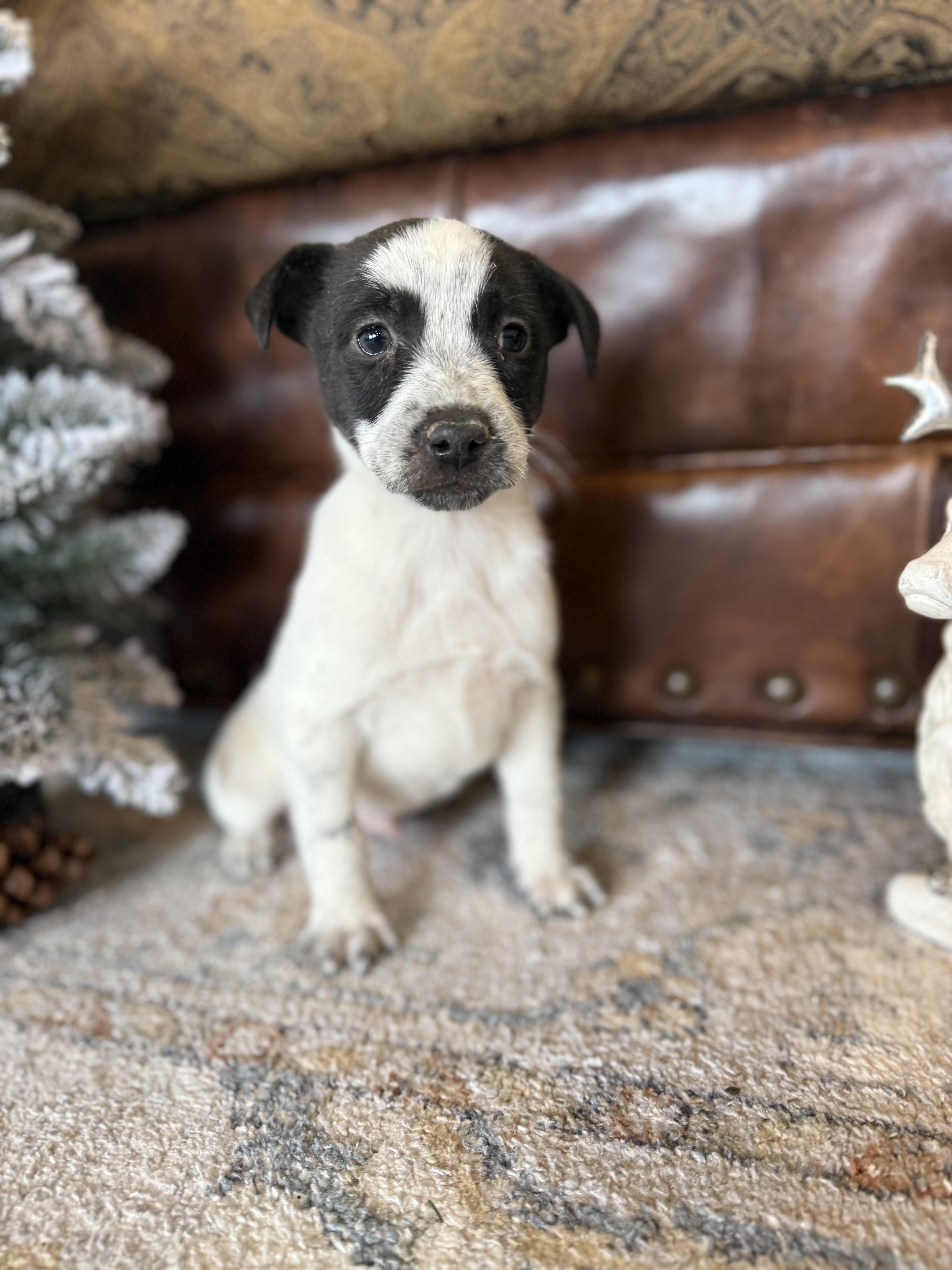 Tom Tom, a ADOPTABLE Labrador Retriever in Hales corners, WI image 4/5