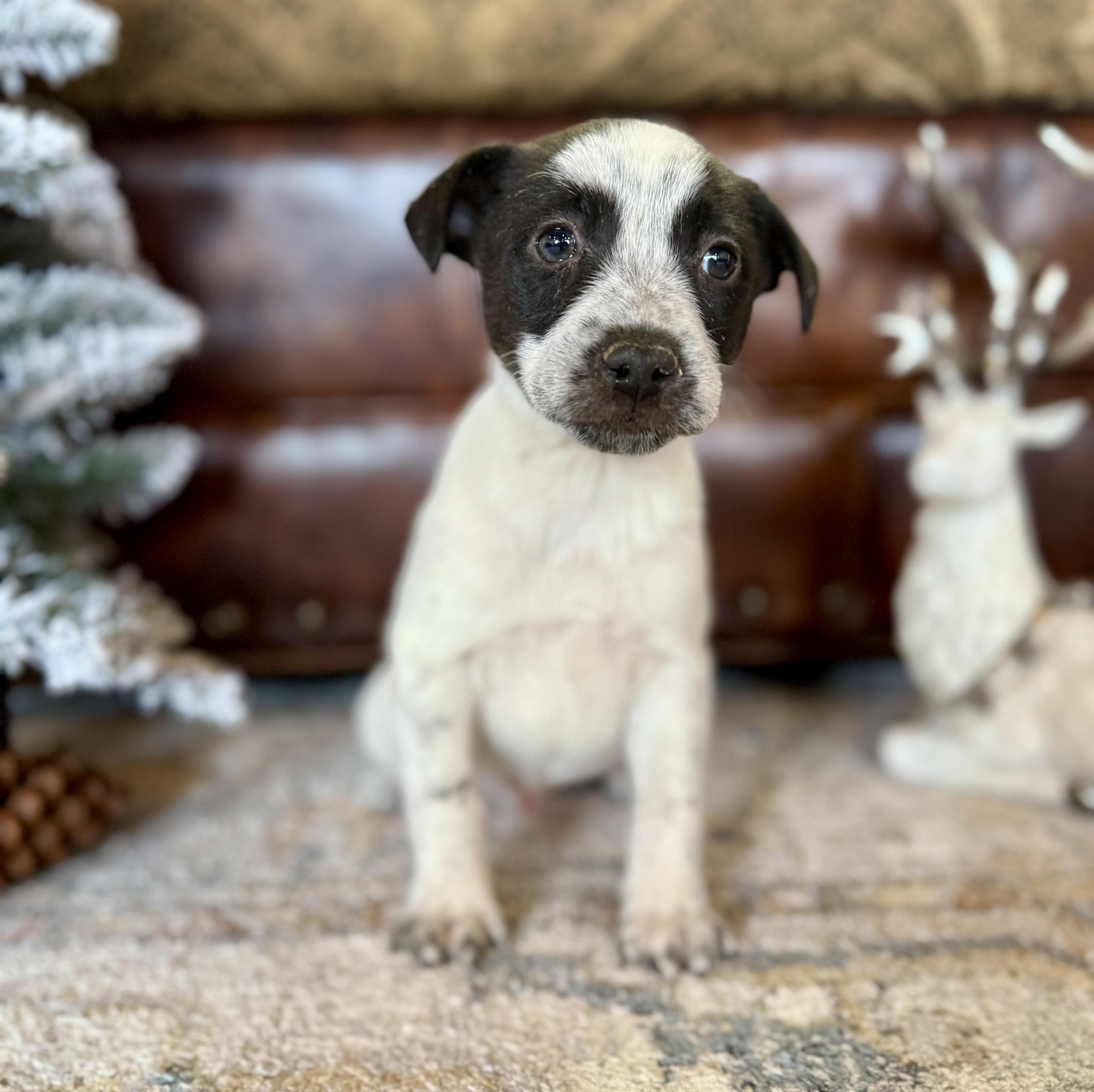 Tom Tom, a ADOPTABLE Labrador Retriever in Hales corners, WI image 5/5