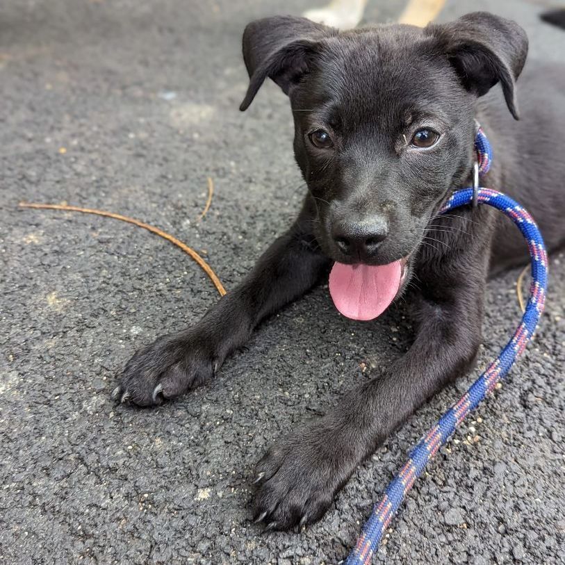 GUINESS! Hilarious puppy!, a Adoptable mixed breed in New York, NY image 1/13
