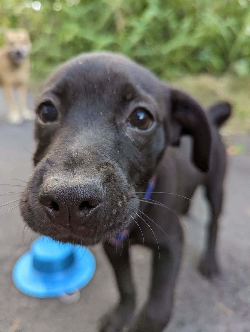 GUINESS! Hilarious puppy!, a Adoptable mixed breed in New York, NY image 2/13