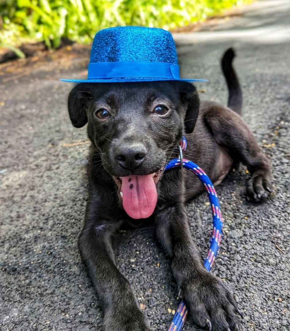 GUINESS! Hilarious puppy!, a Adoptable mixed breed in New York, NY image 3/13
