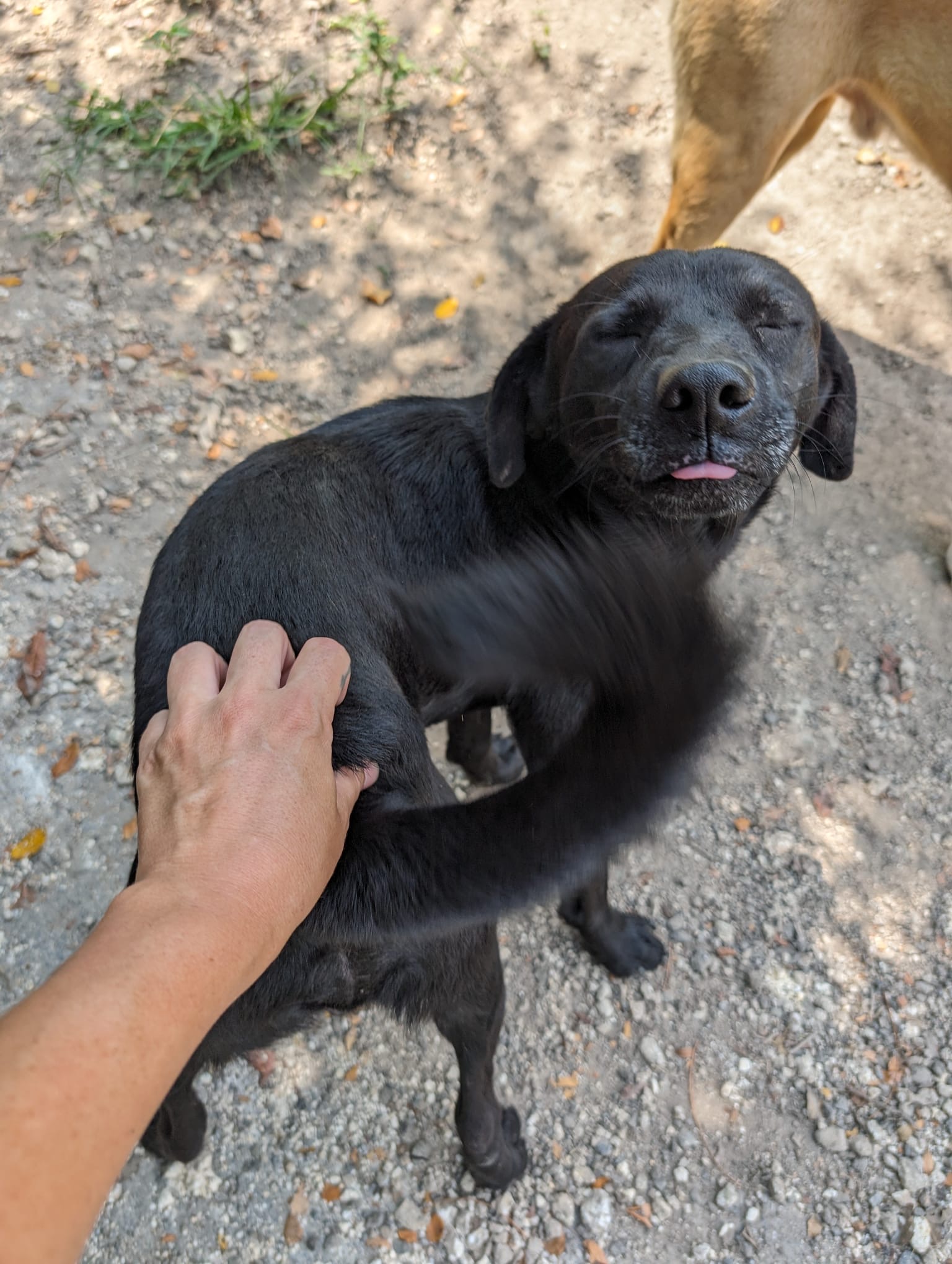 GUINESS! Hilarious puppy!, a Adoptable mixed breed in New York, NY image 4/13