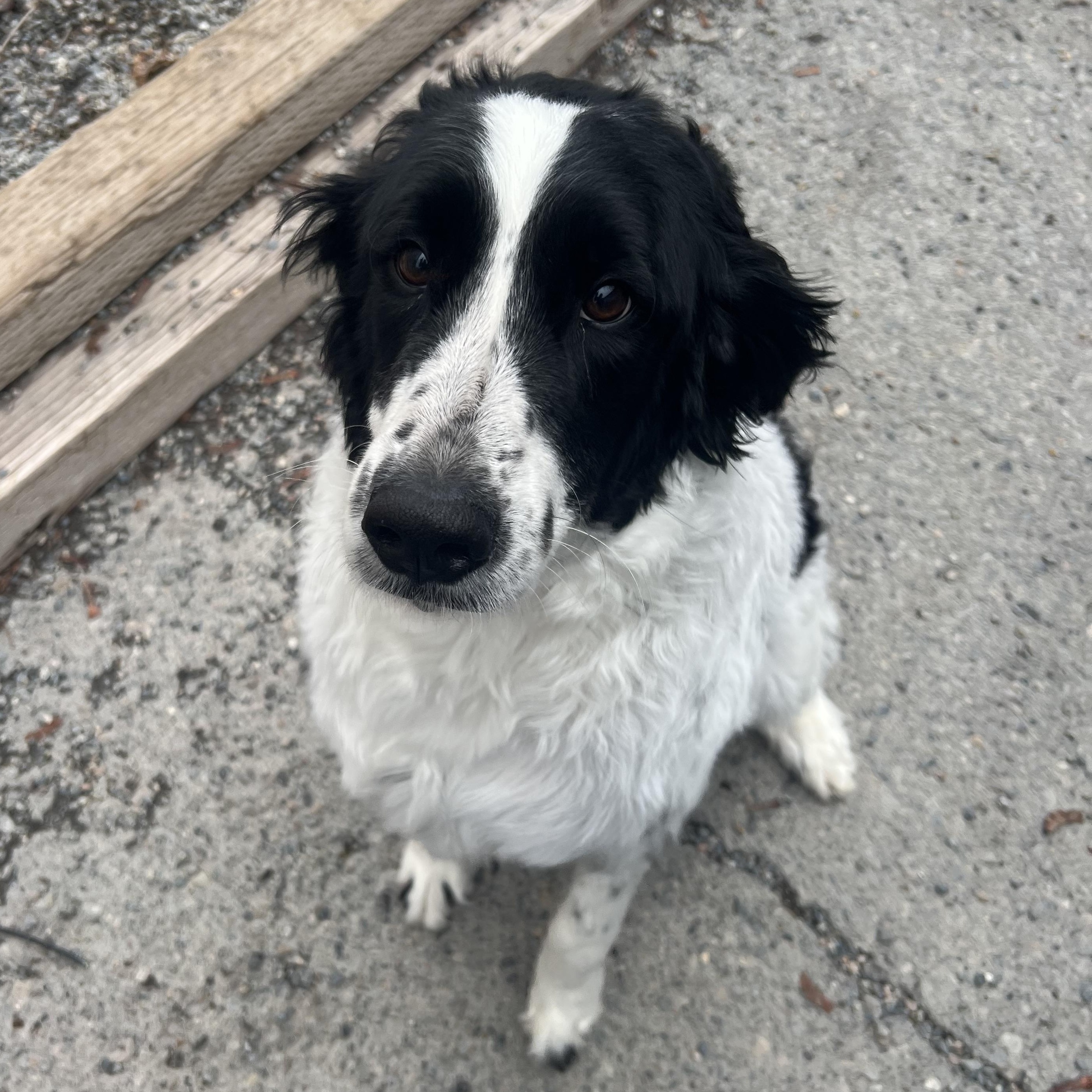 Hauser, an adoptable Standard Poodle, Bernedoodle in Spokane, WA, 99216 | Photo Image 2