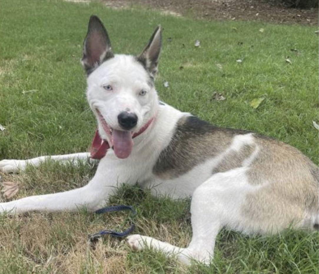 Enlarge Kacy, a Adoptable mixed breed in Cumming, GA image 1/2