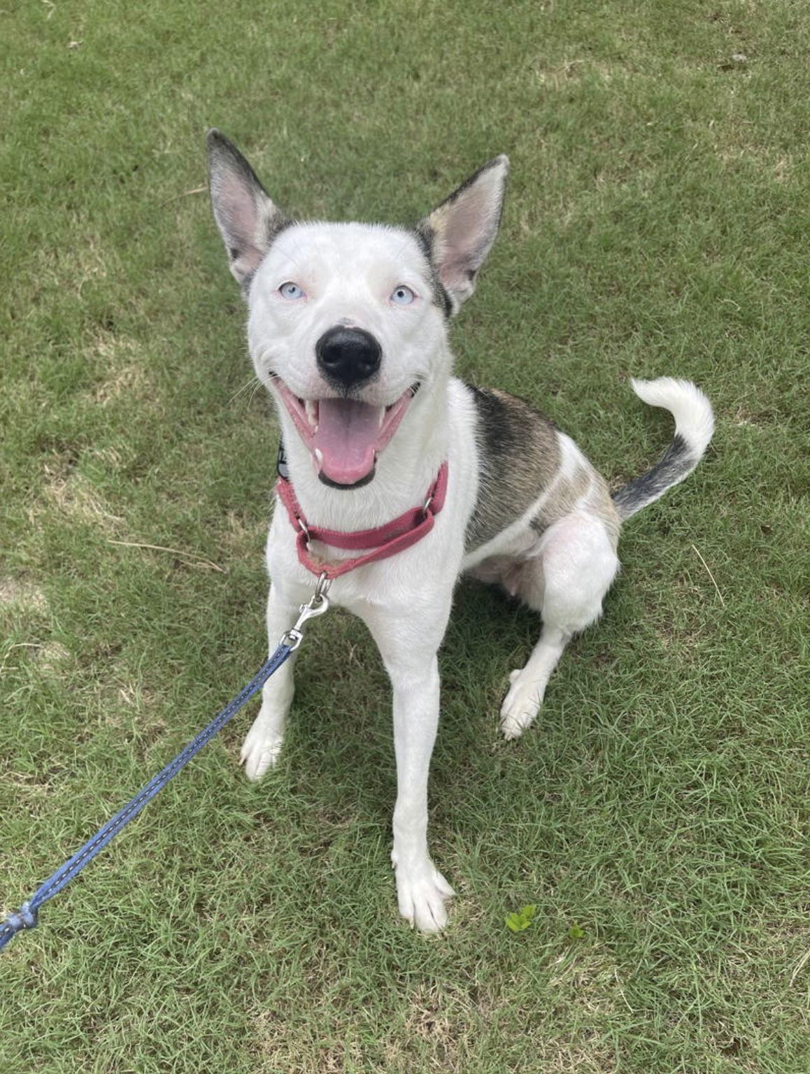 Enlarge Kacy, a Adoptable mixed breed in Cumming, GA image 2/2