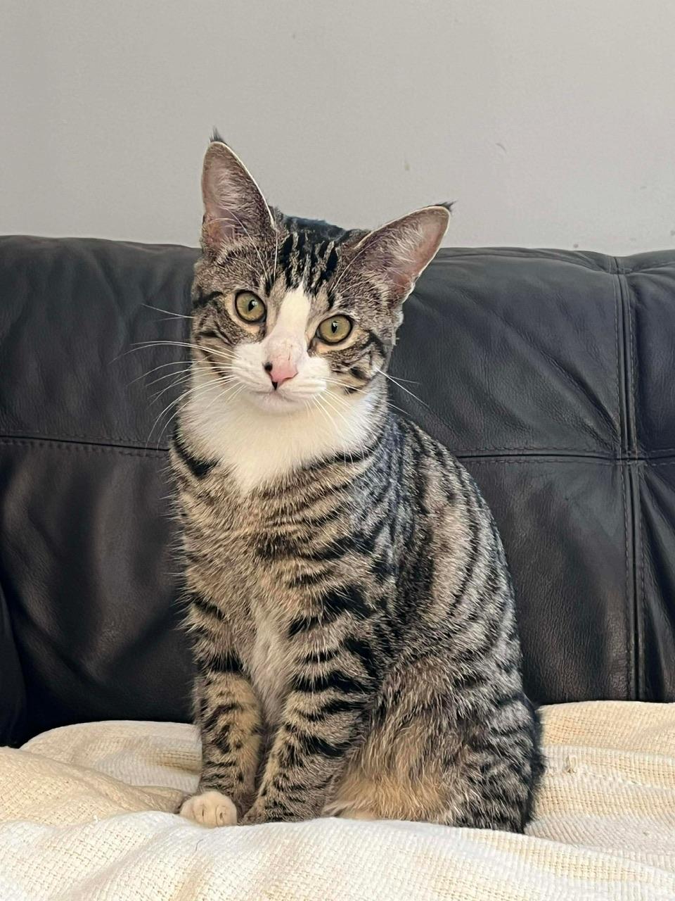 Jill, Adoptable, Young Female Domestic Short Hair.